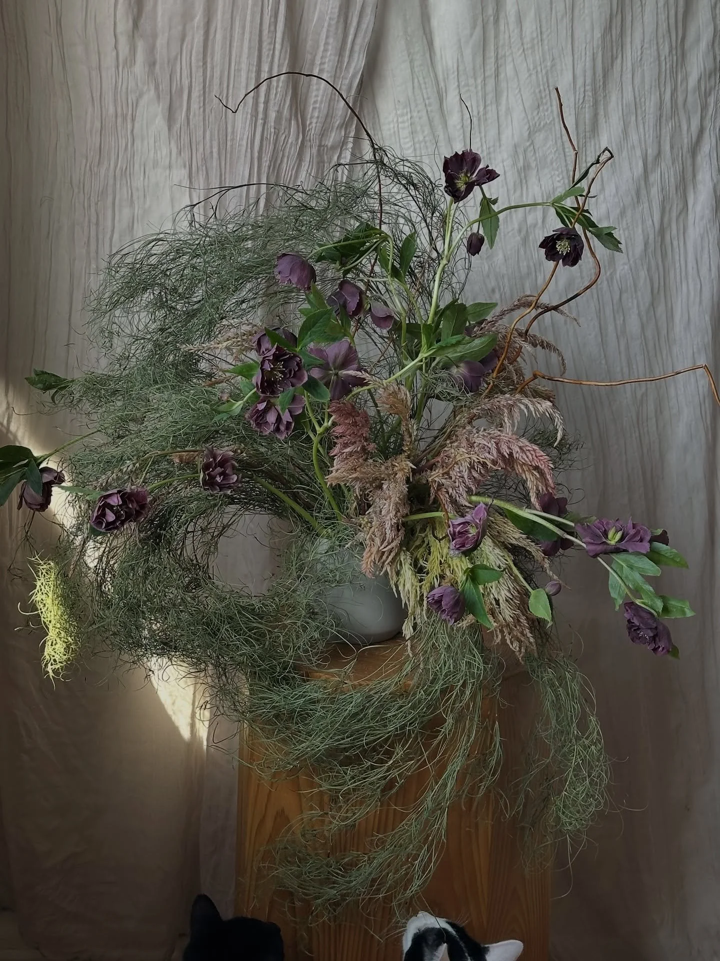 Florals as witchcraft 🐈🐈&zwj;⬛🌙✨Celosia, Hellebores &amp; Goanna Claw