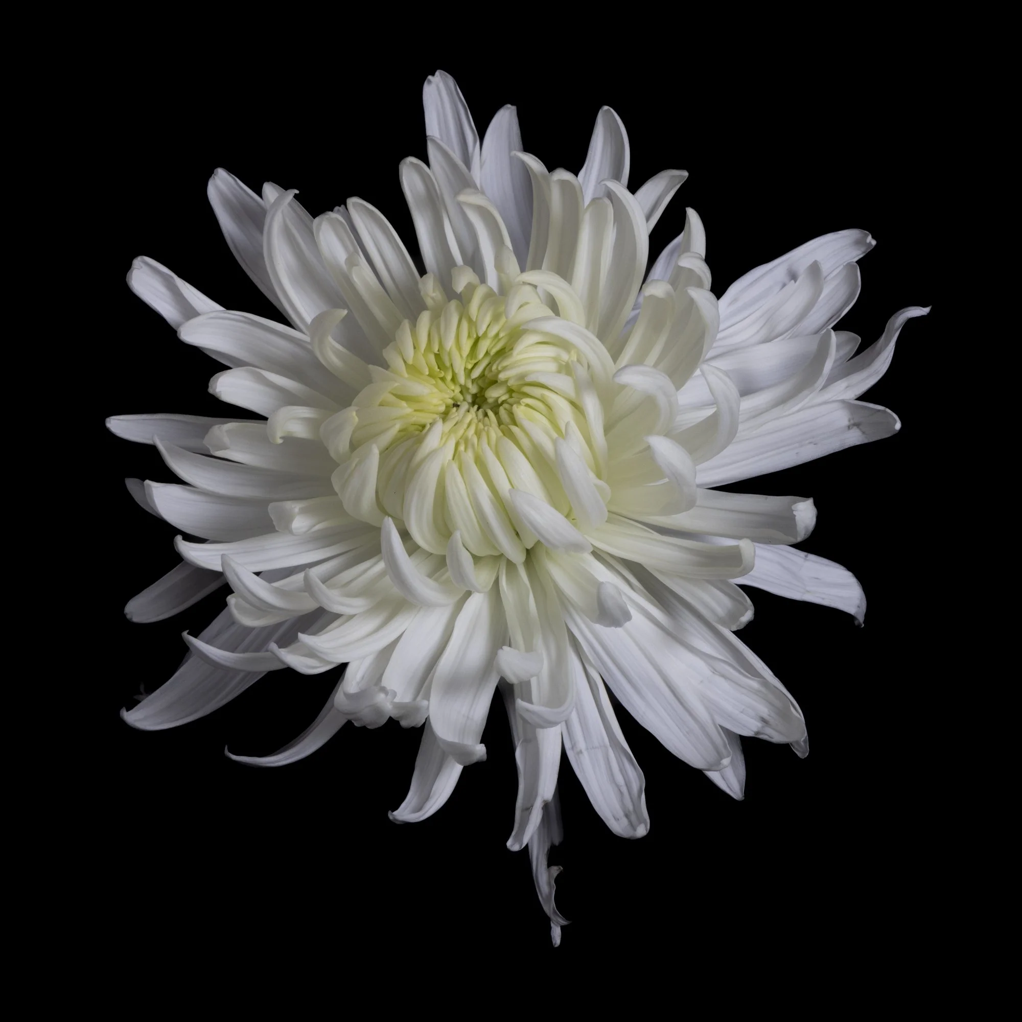PecuniaL_Nature-1421.jpg