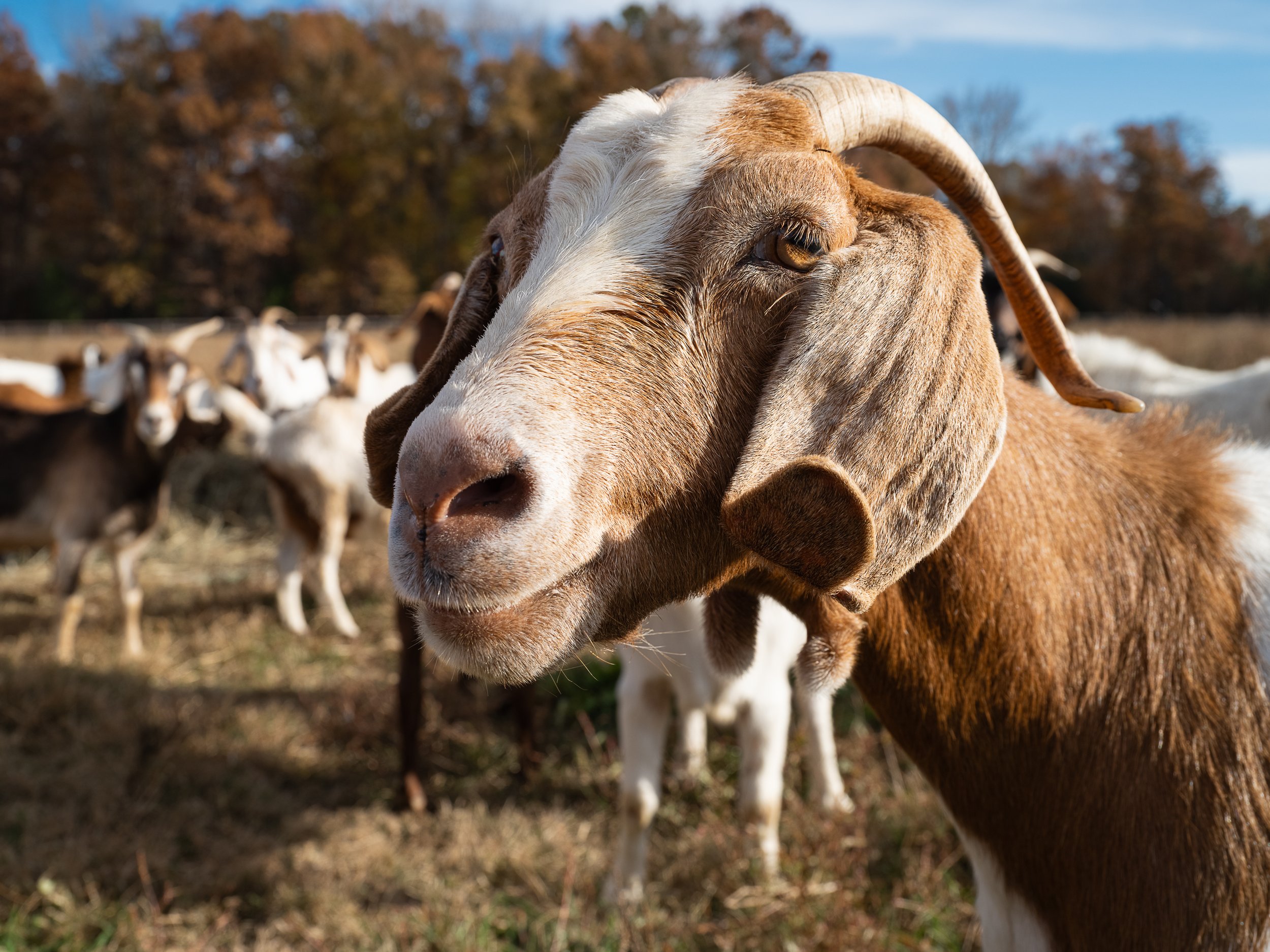 Lake Fungs Farm, Disputanta VA
