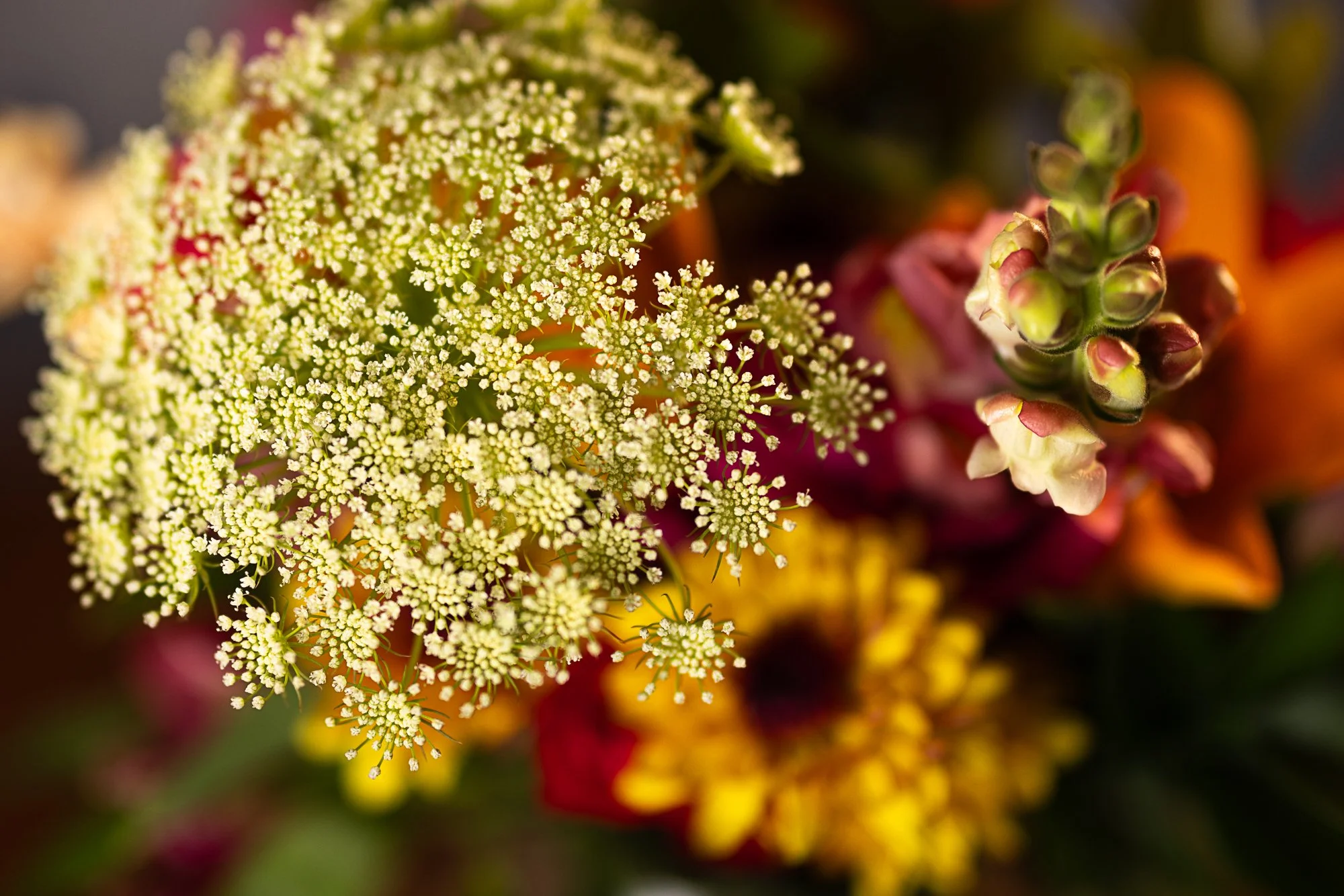 Flower Bouquet - Close up Queen Anne's Lace
