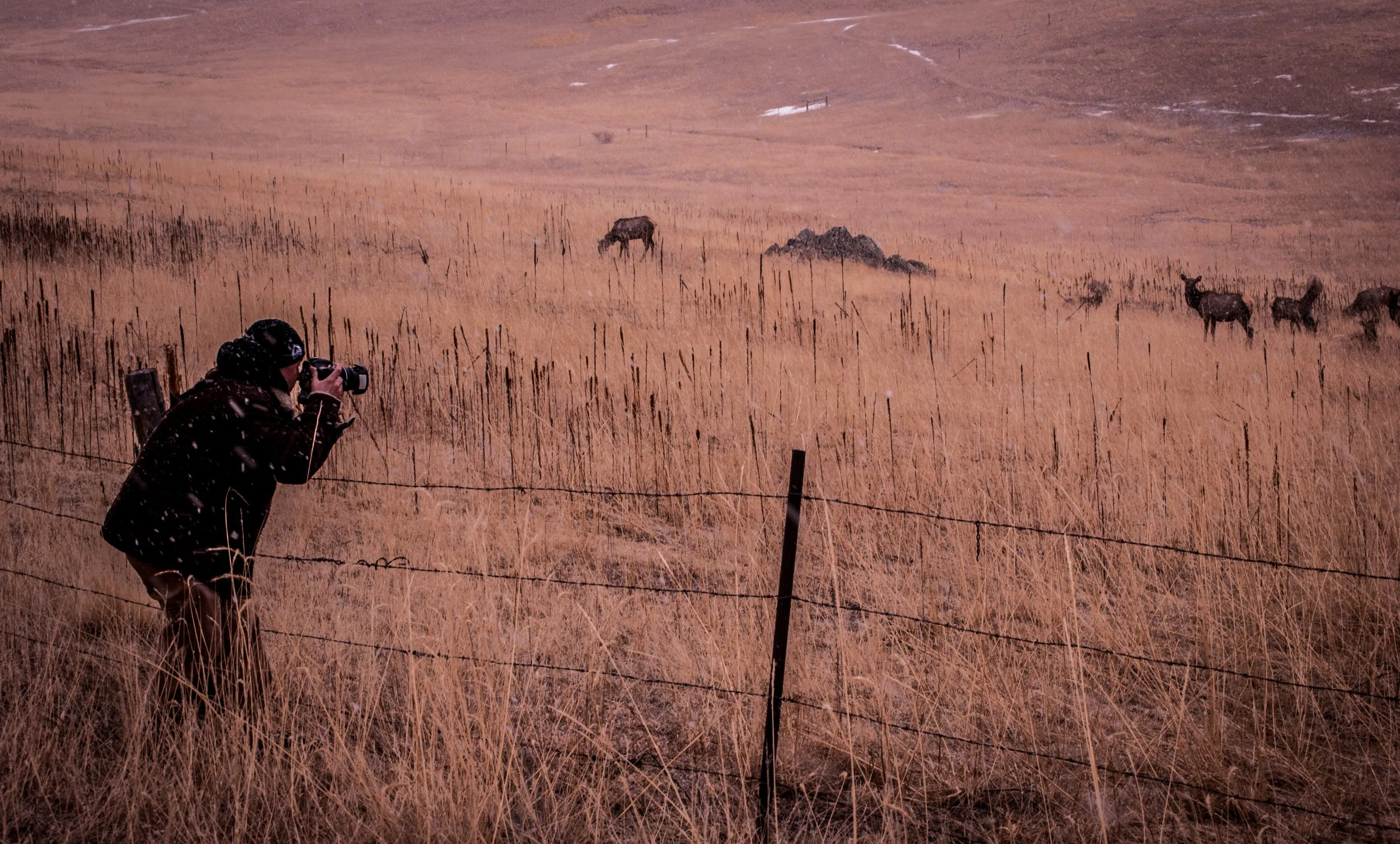 Joel Harris with a camera taking pictures of elk in a field with dry grass and a barbed wire fence.