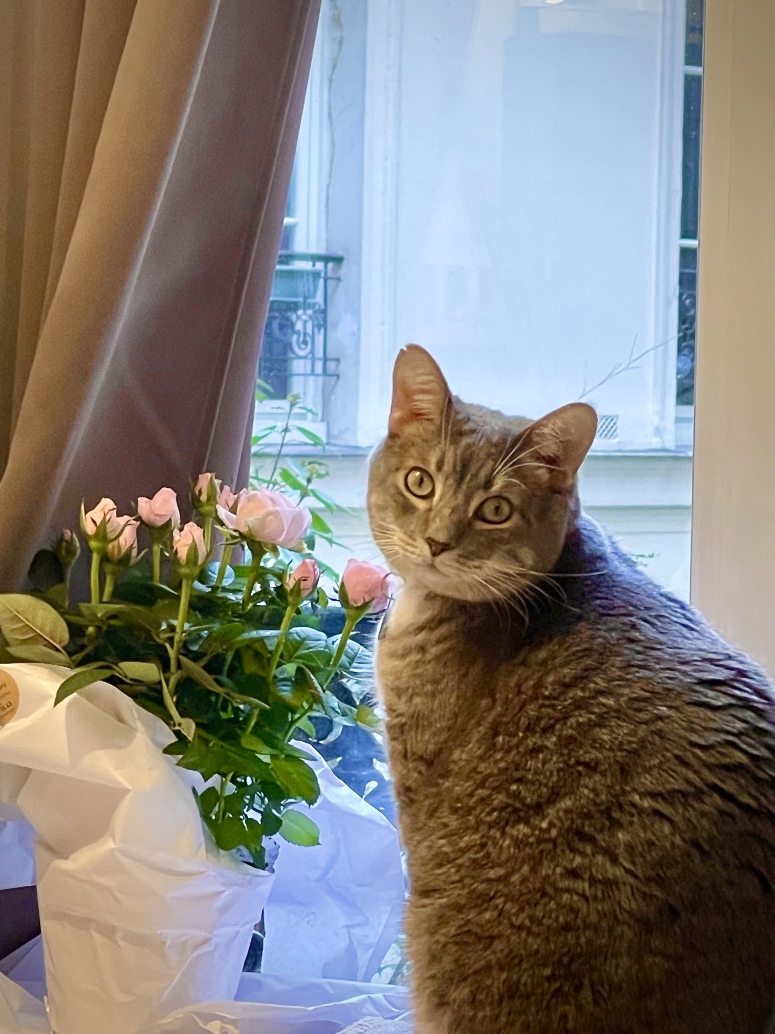 beans in paris.jpg