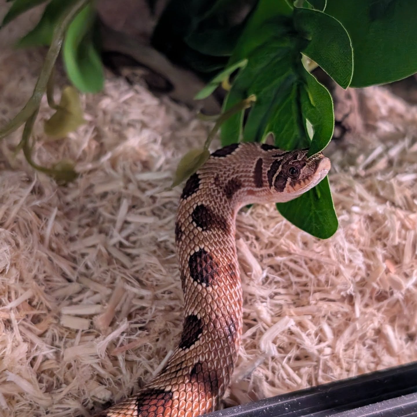 Carl. Western Hognoses. Male. Red Conda Het Albino.