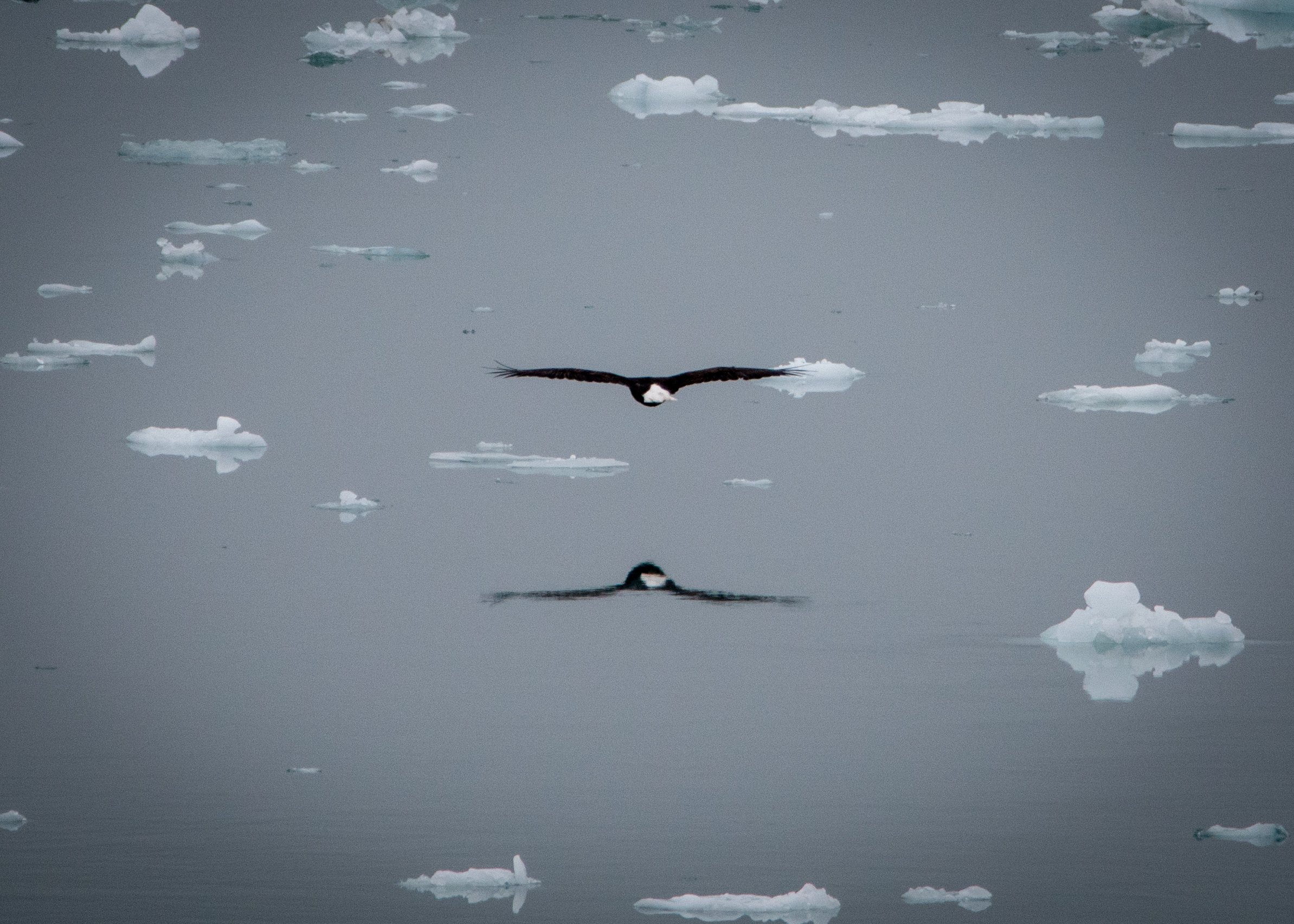Bald Eagle Alaska.jpg