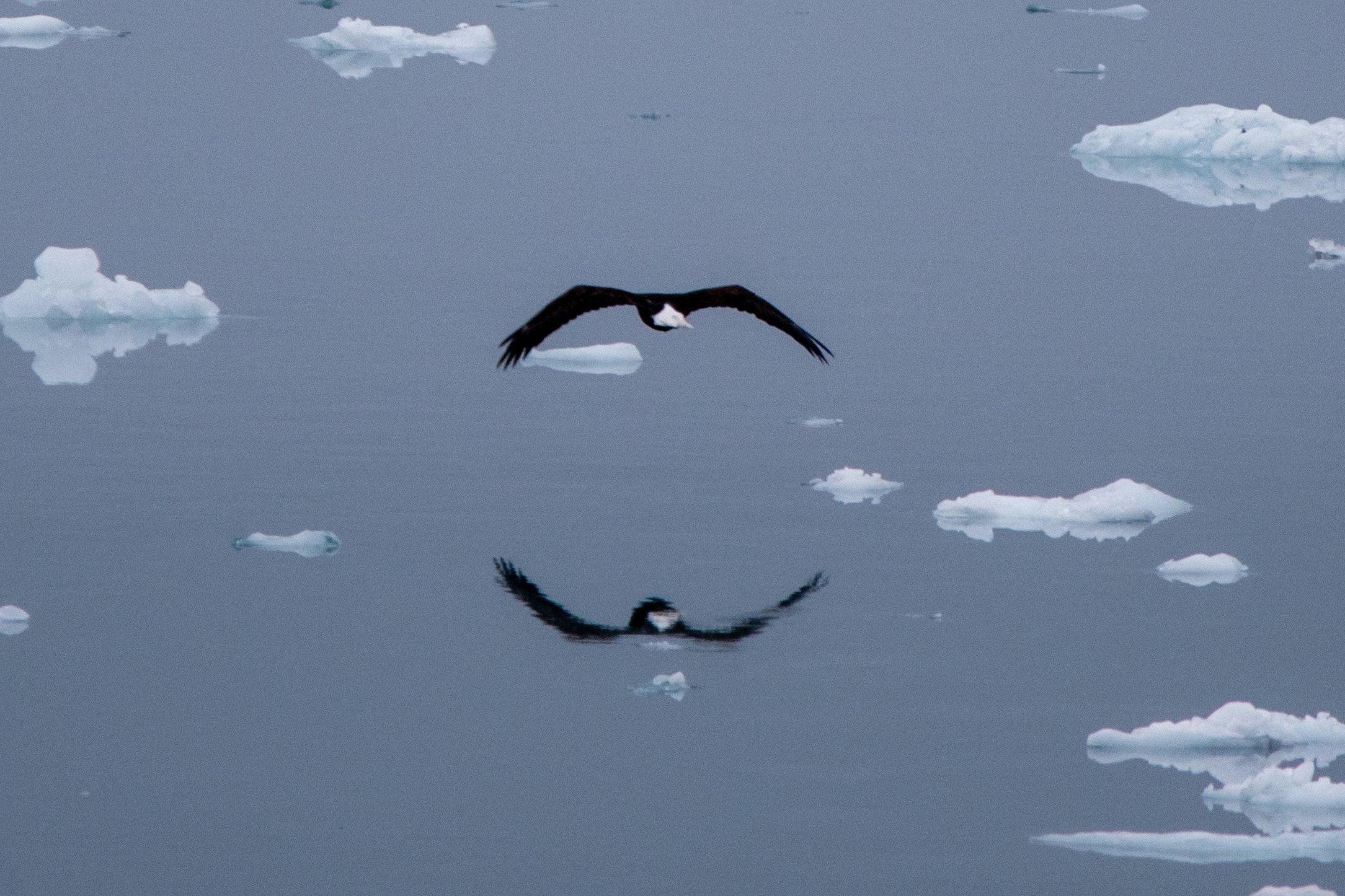 Bald Eagle Alaska 3.jpg