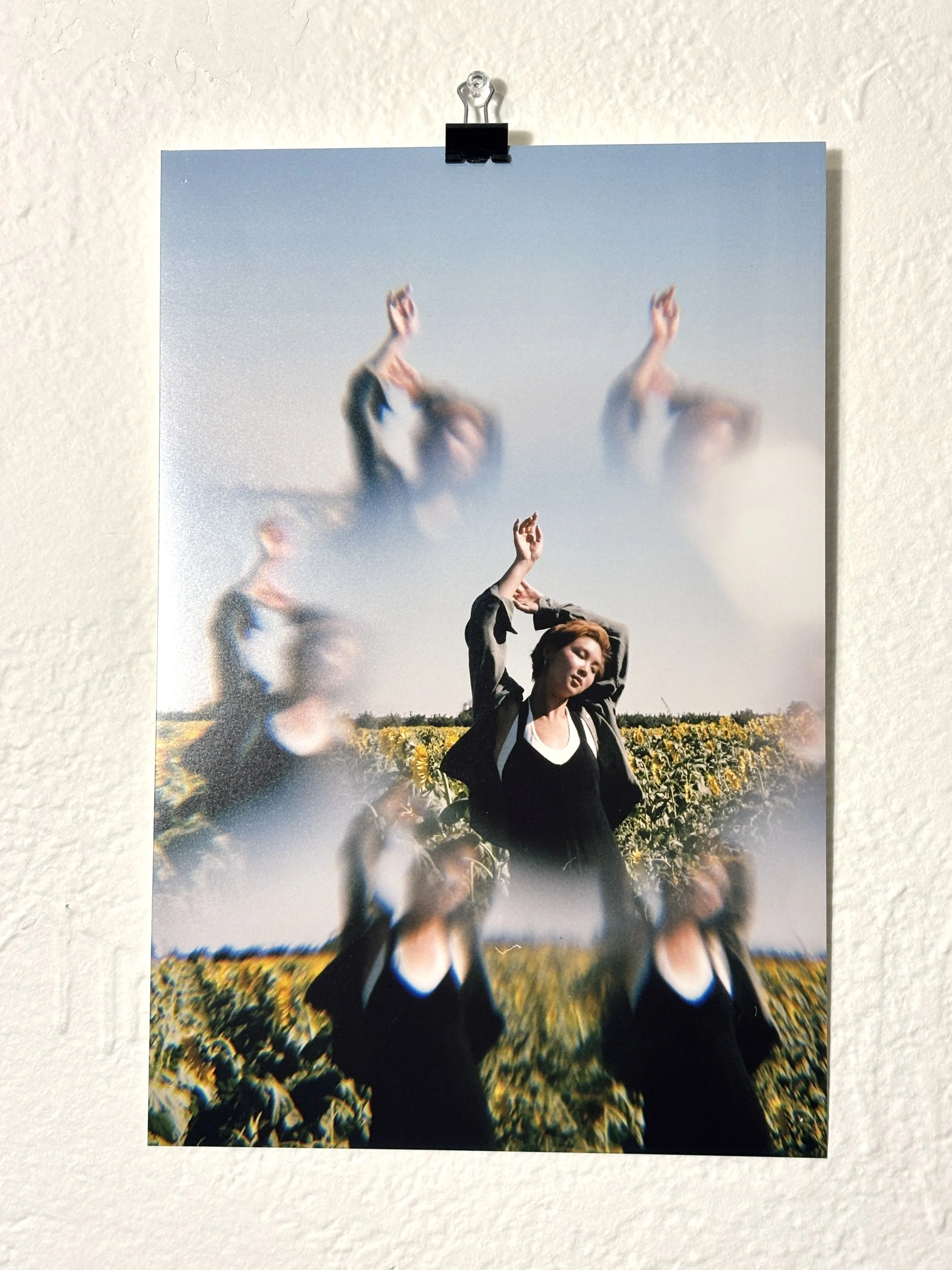 8x12 Sunflower Fields