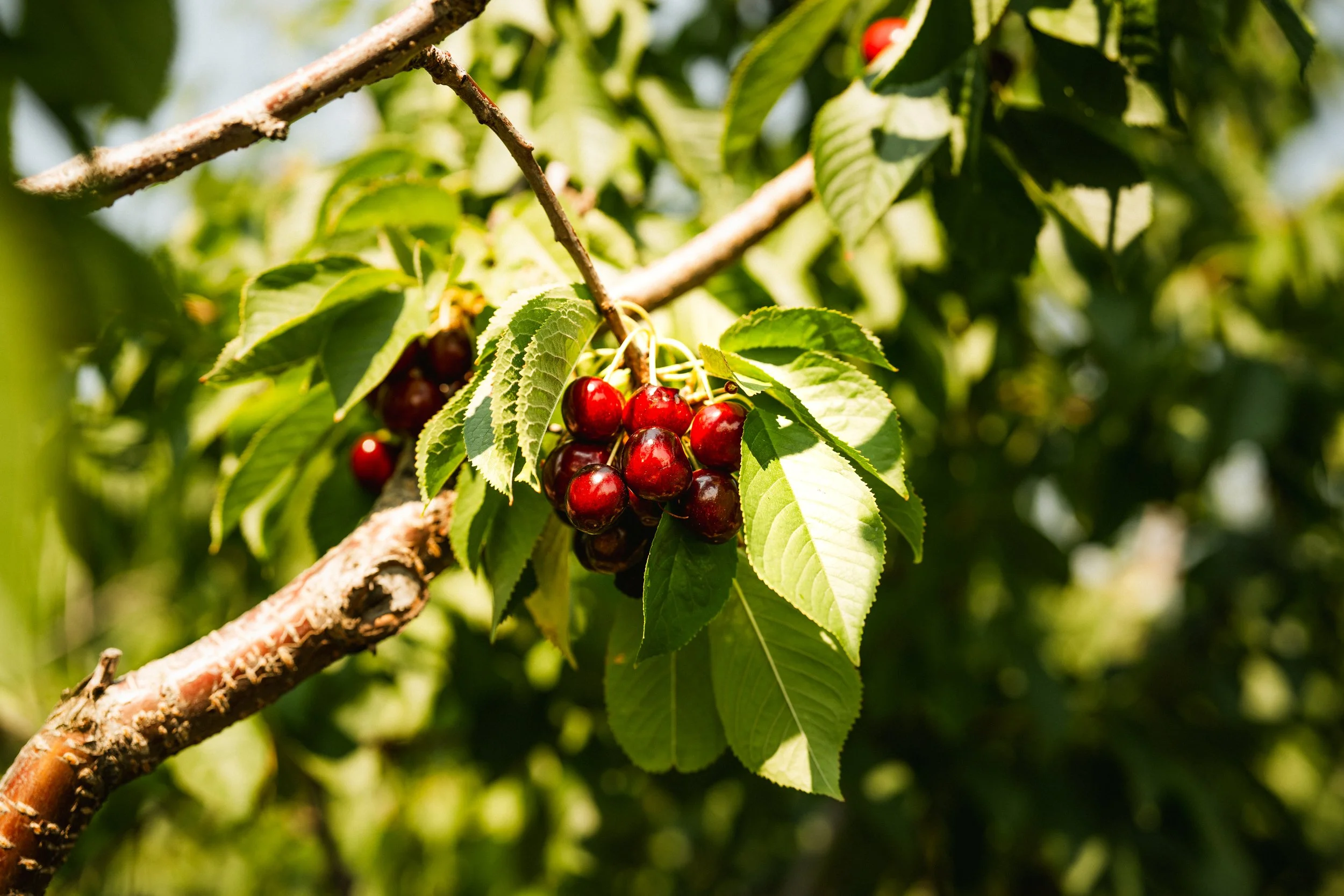 Vernon Cherry Picking - 2