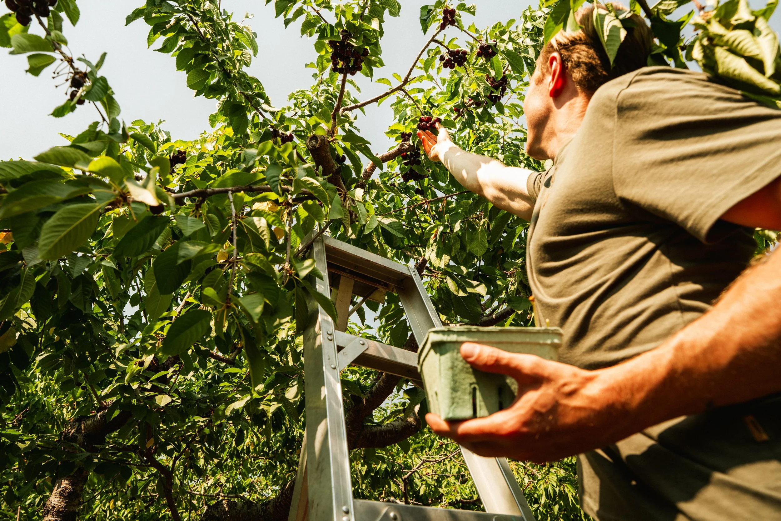 Vernon Cherry Picking - 5