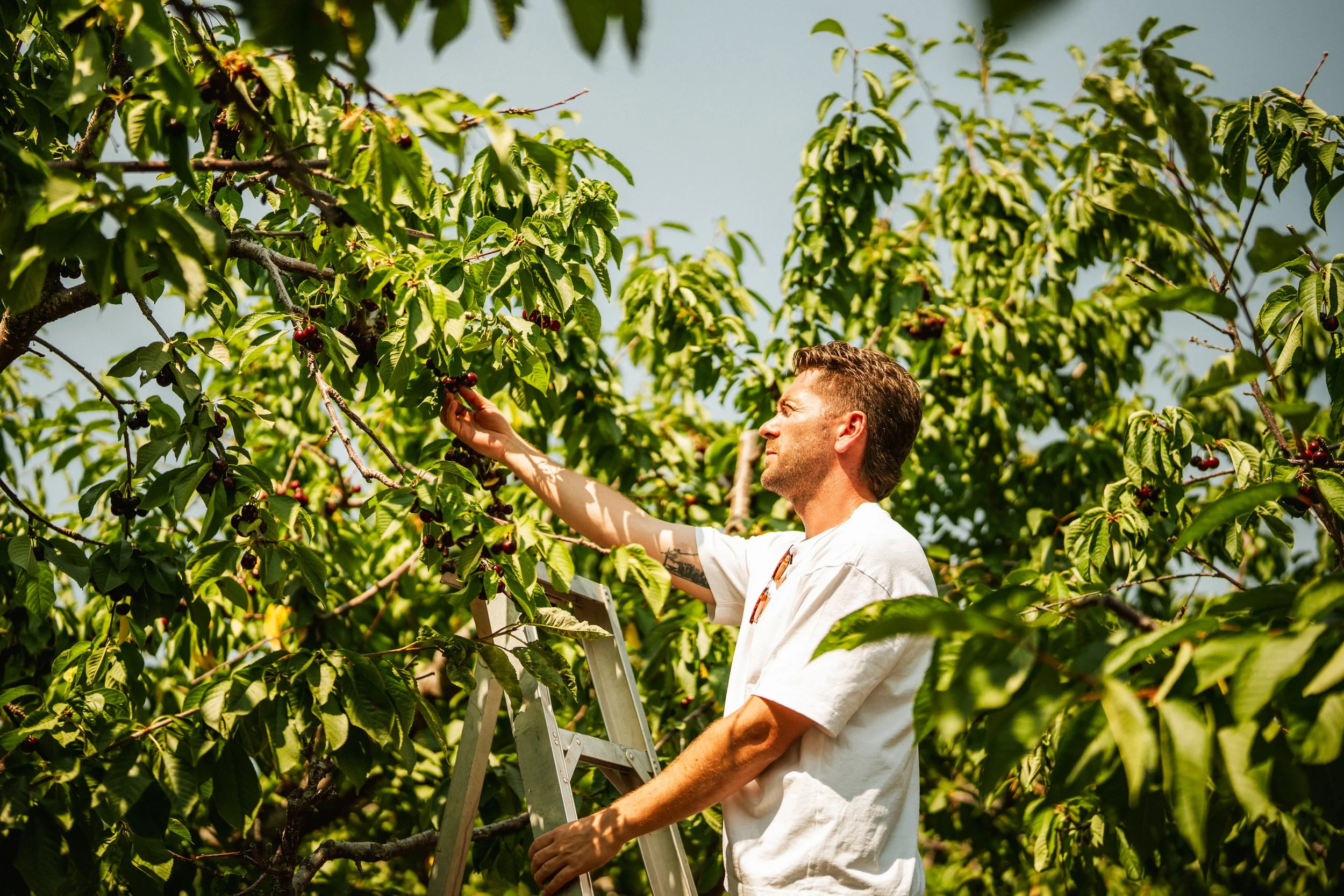 Vernon Cherry Picking - 3