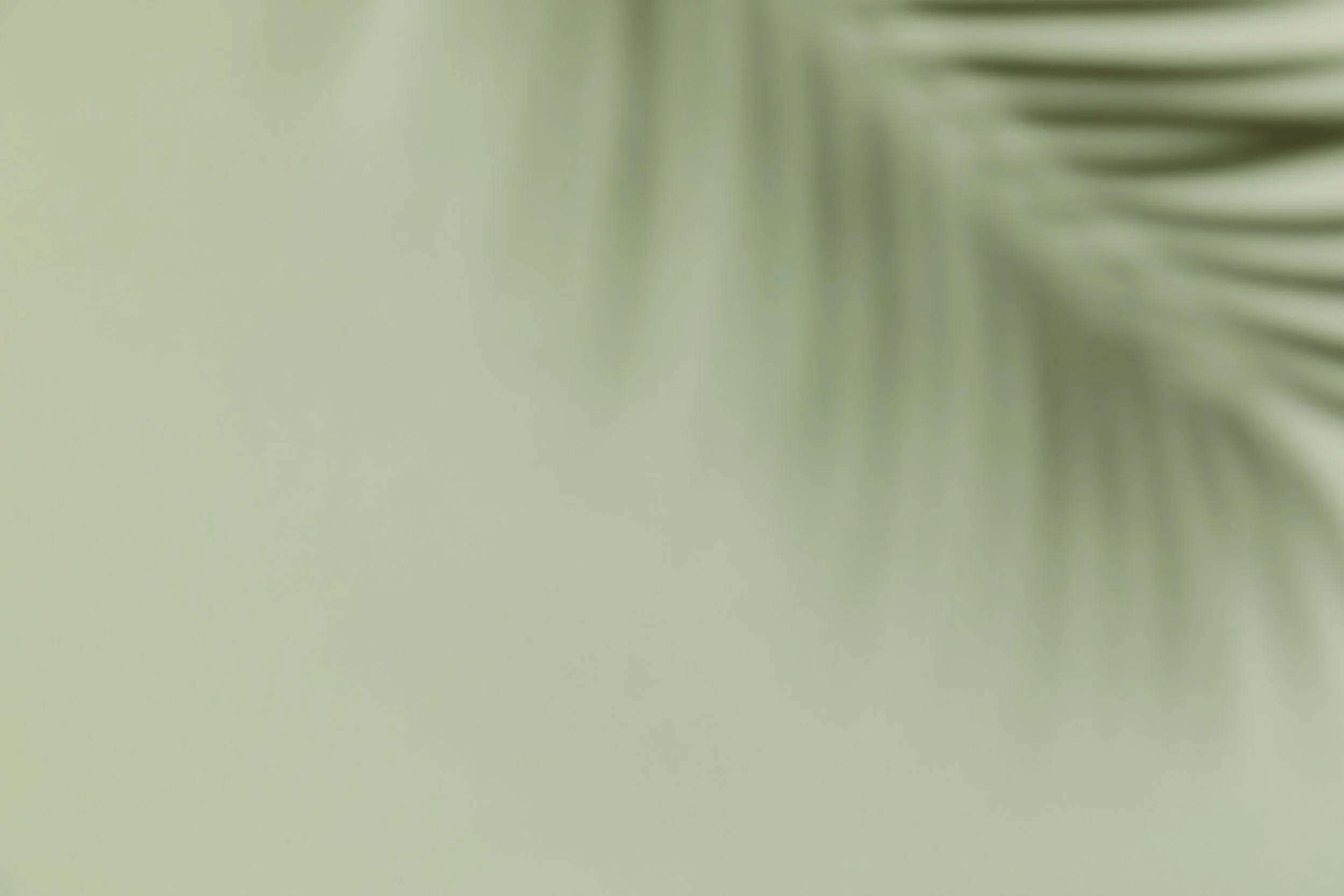 Close-up of palm leaves with a light green background.