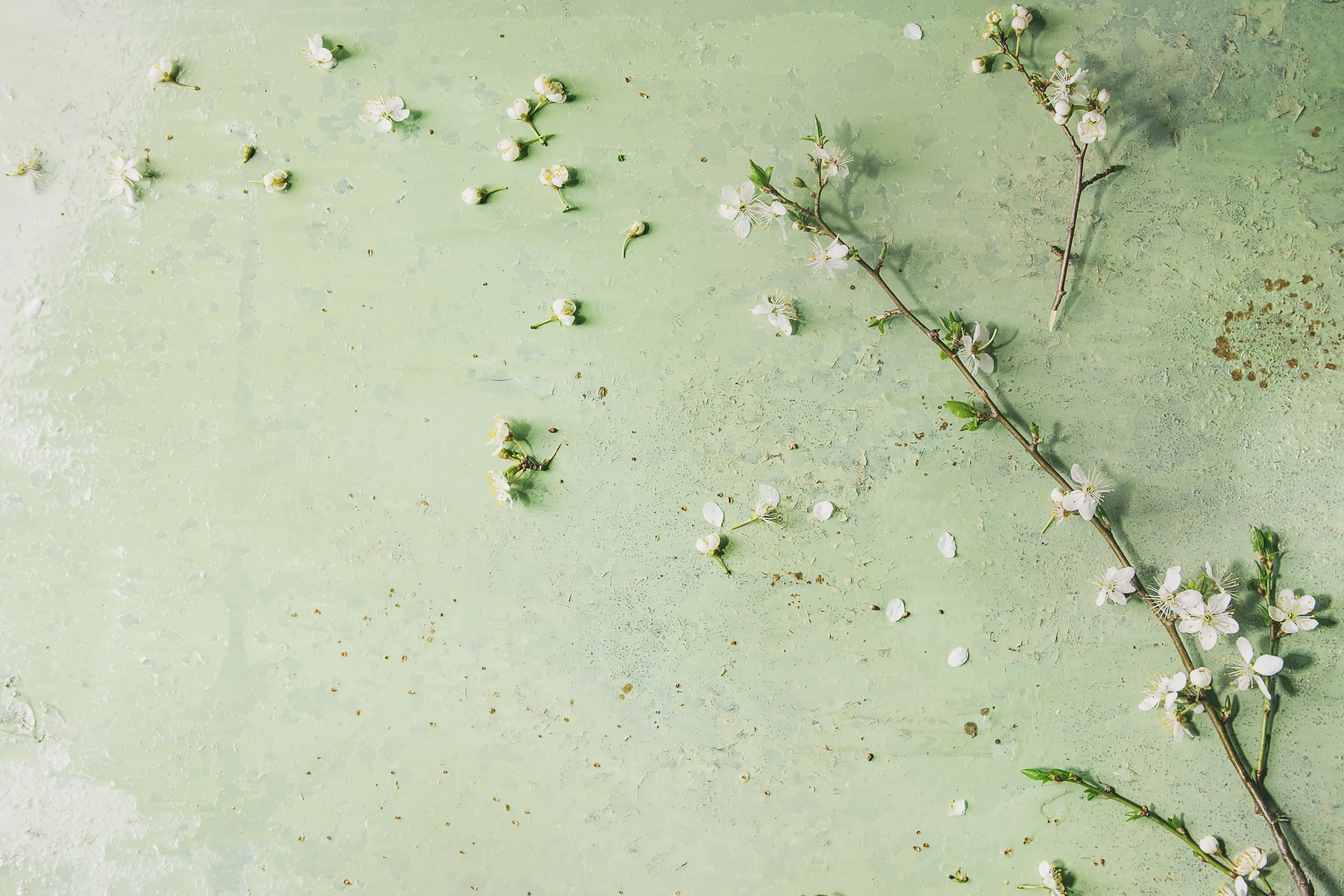 A green textured surface with a long, thin branch of white blossoms and scattered flower petals.