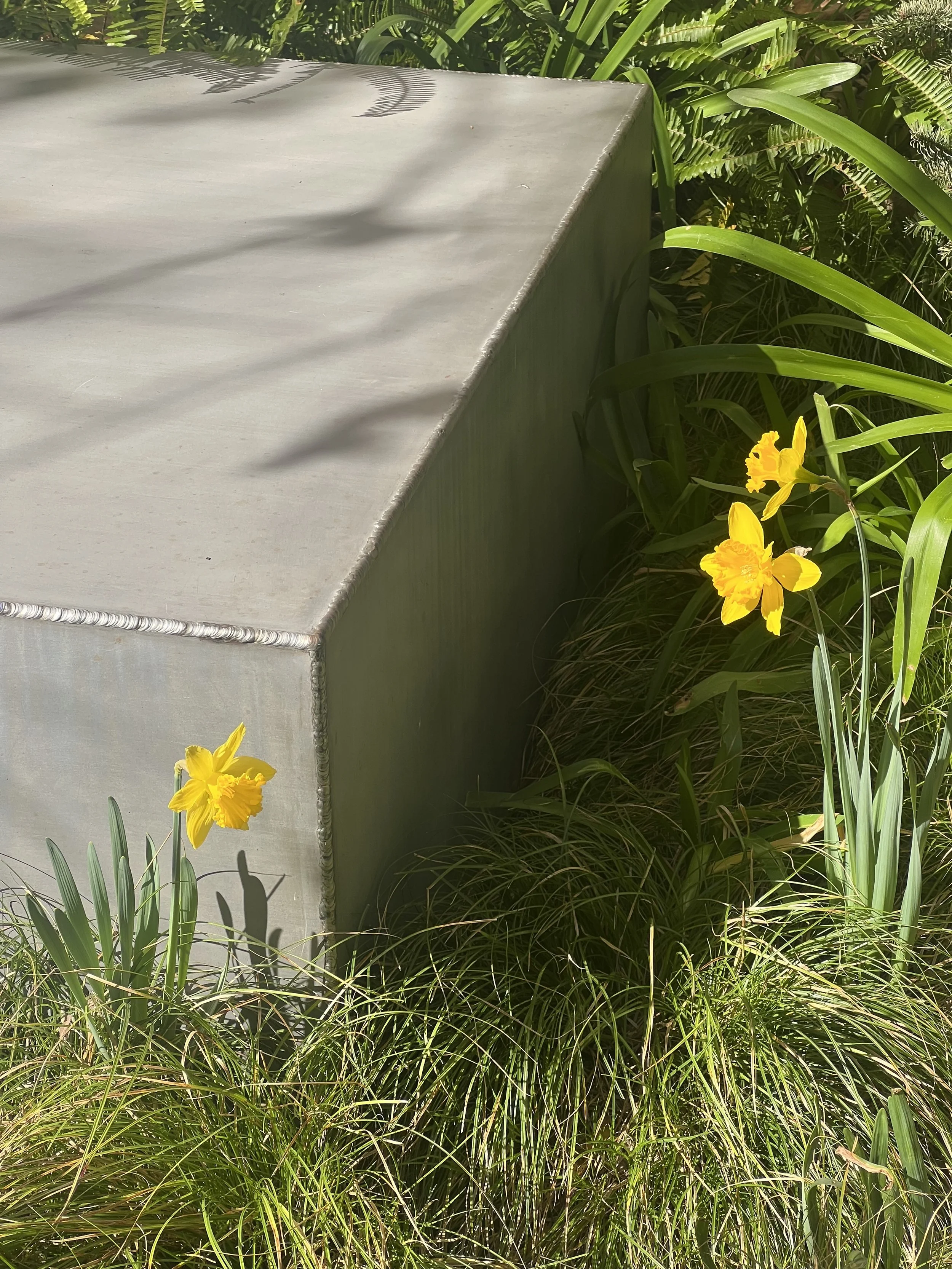 LAMESA-daffodil.jpeg