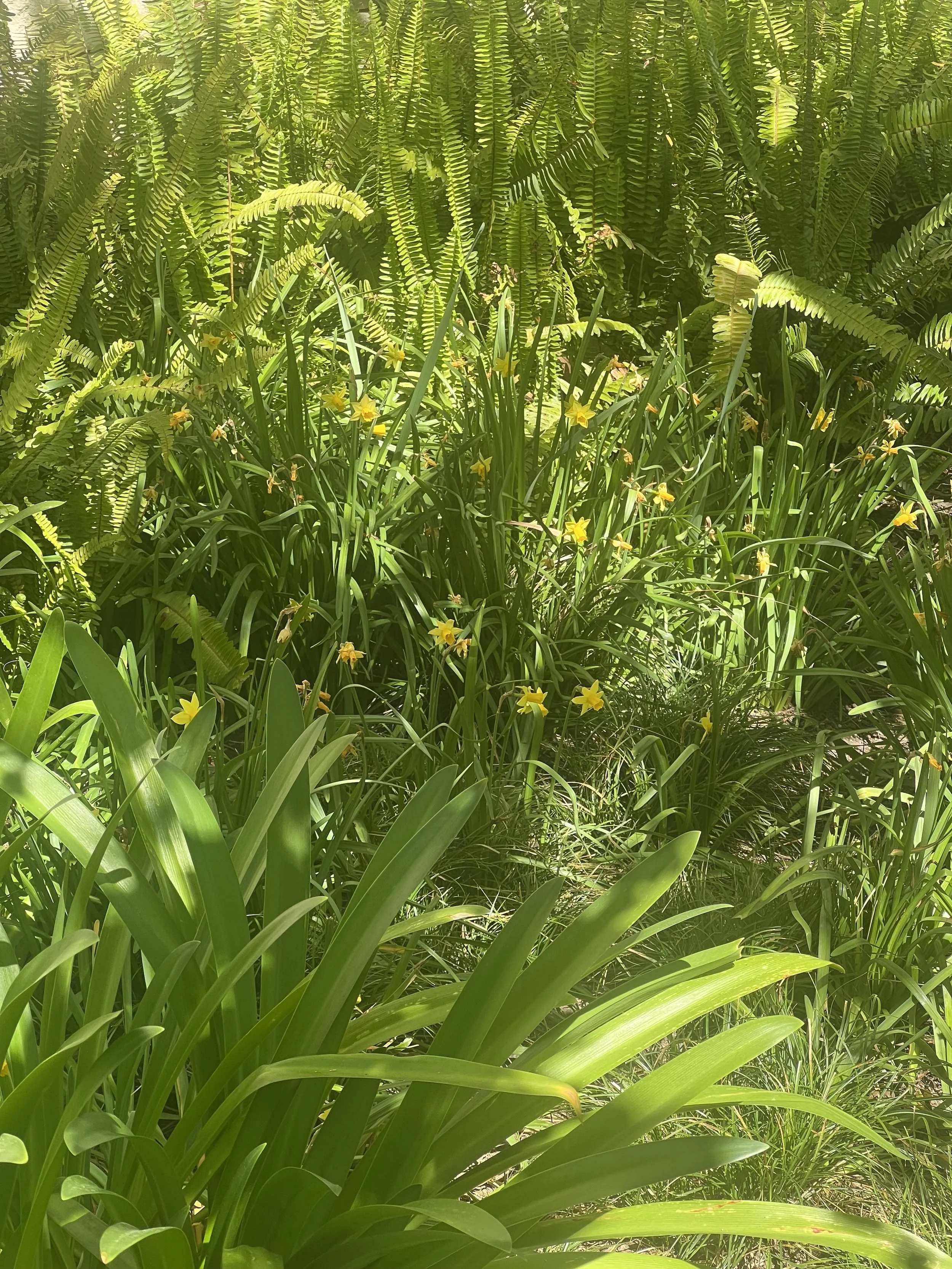 IMG_2989.jpeg