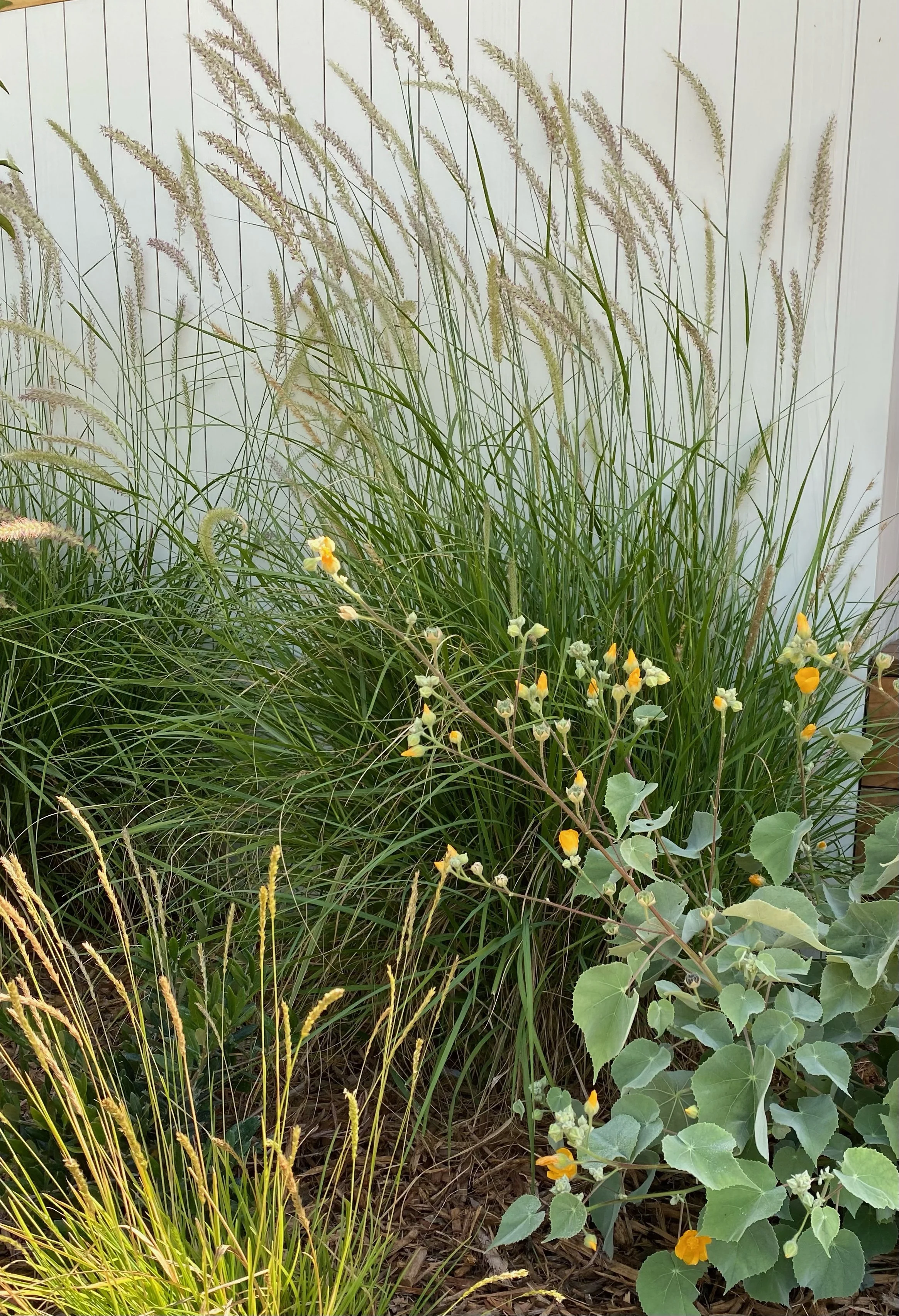 STEWART-plants.jpeg