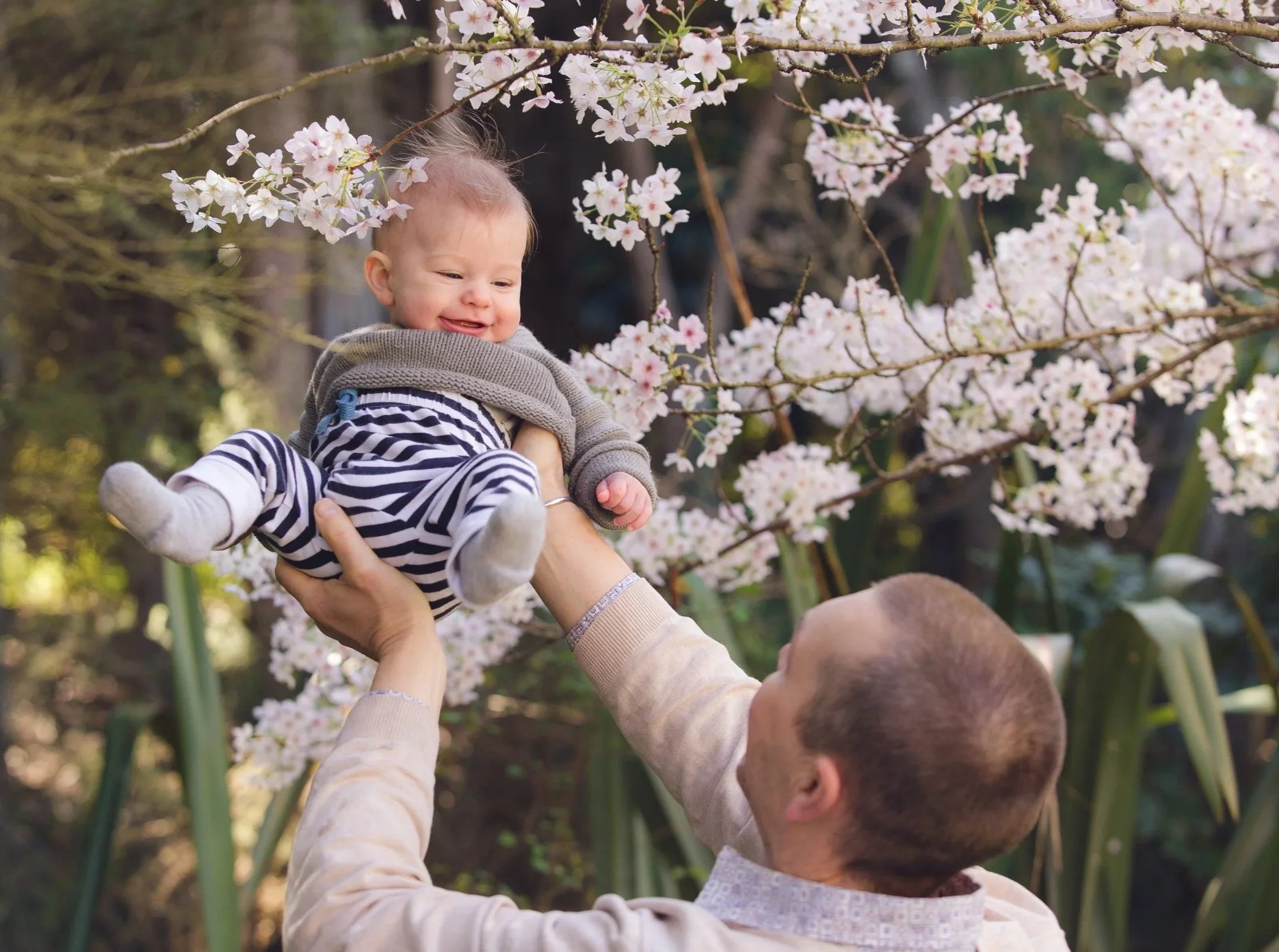 A young child being lifted by an adult among blooming cherry blossoms in an outdoor setting.