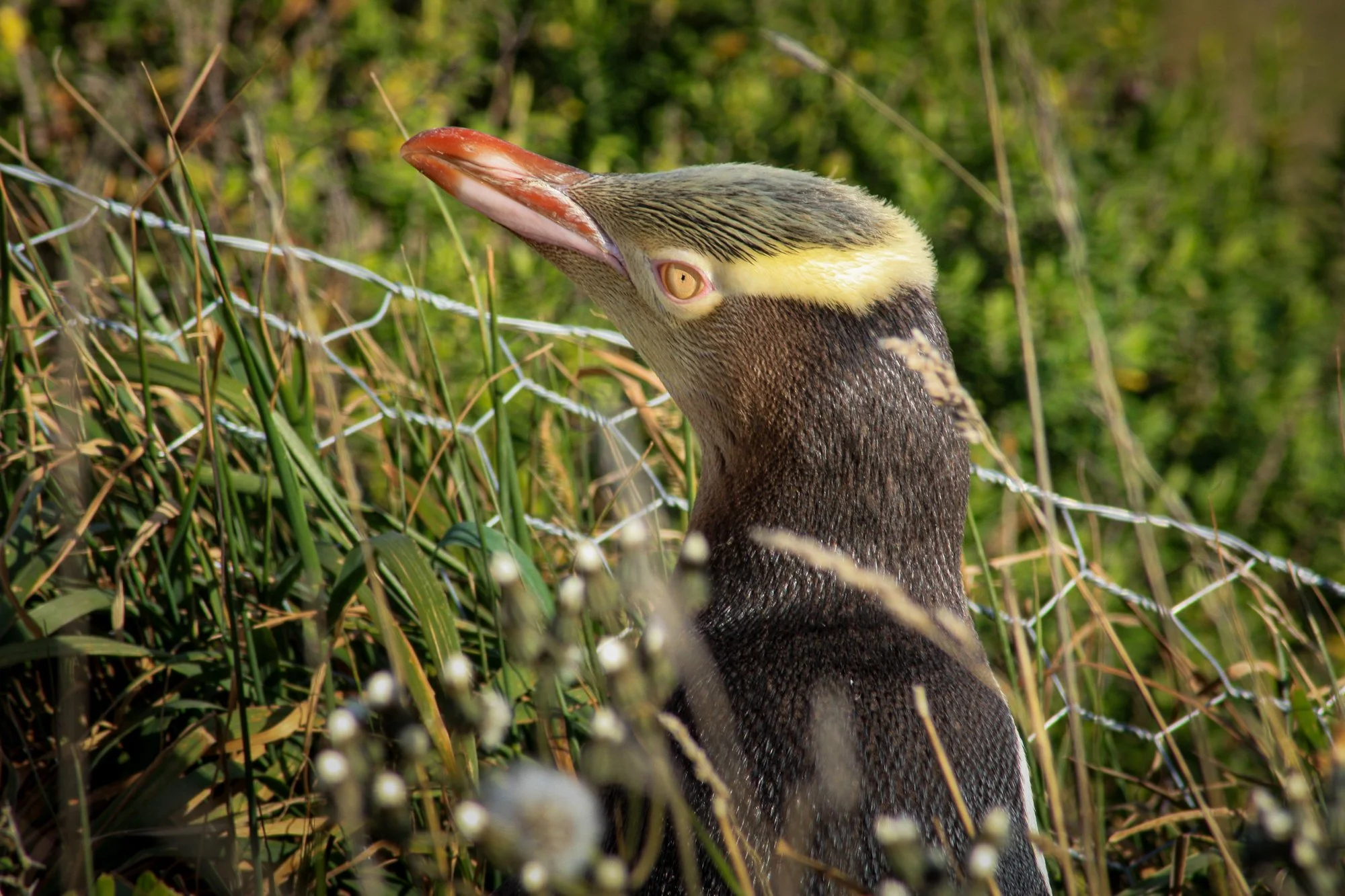 Favorite Places: Ōamaru