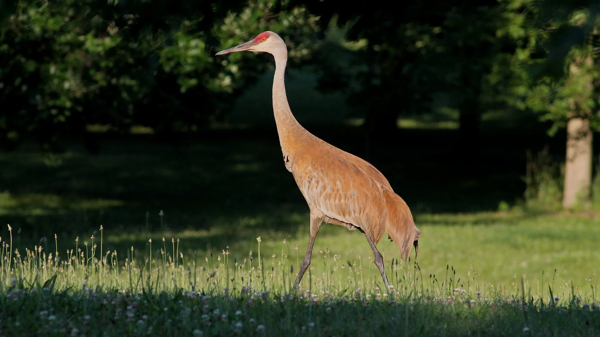 Sandhill Cranes make great neighbors