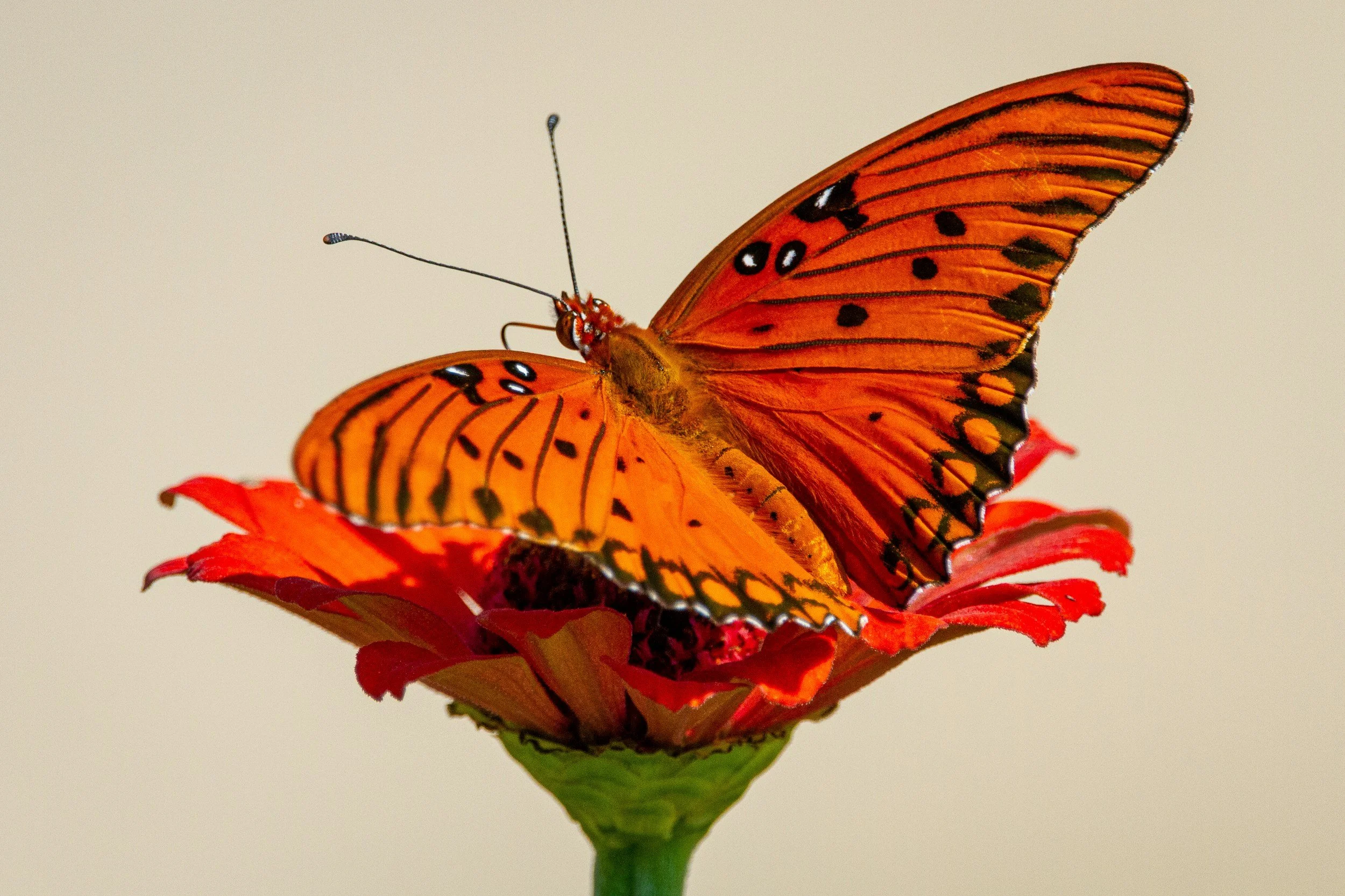 EMDR Client-First Virtual Seminar: Organizing a Therapy Processing Plan