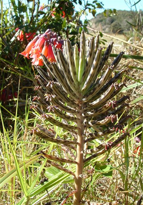 Bushcare: Mother-of-Millions 