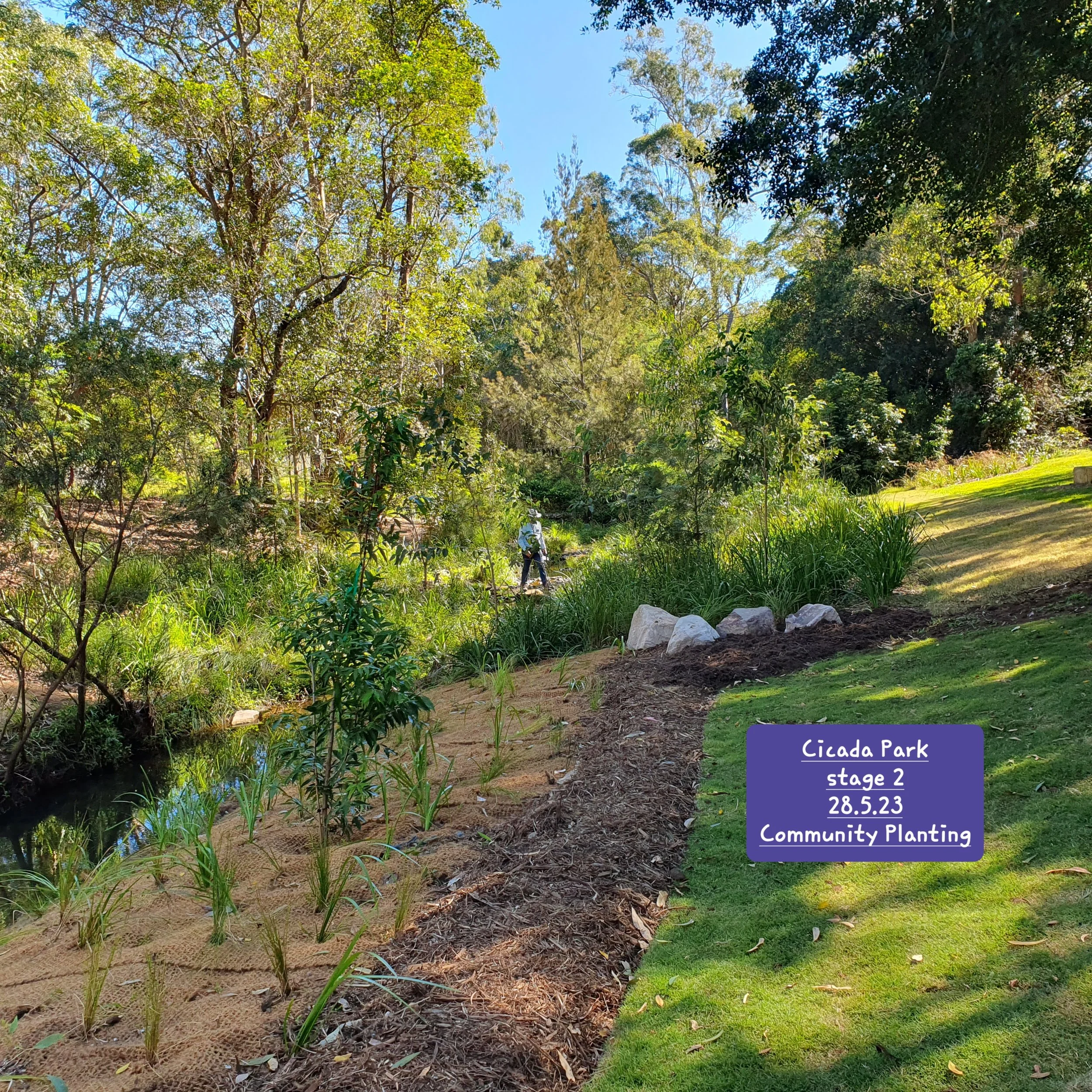 Bushcare: Cicada Park 
