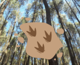 Forest Family Sundays:  ‘Tracks, Trails and Animal Clues’