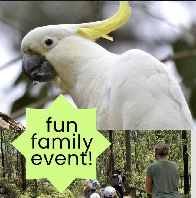 Forest Family Sundays: ‘Native Birds’