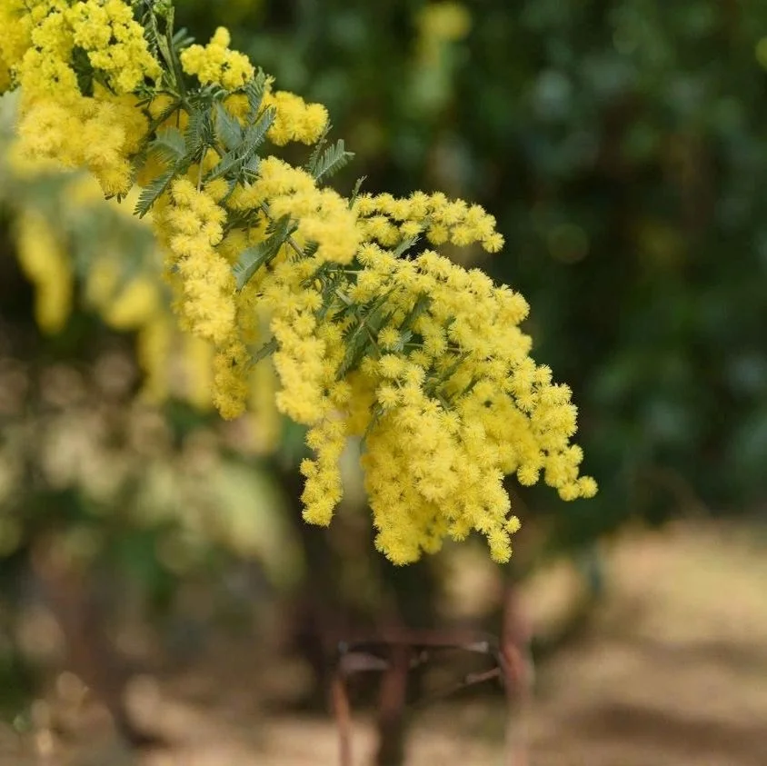 Forest Family Sundays: ‘Bush-flowers’