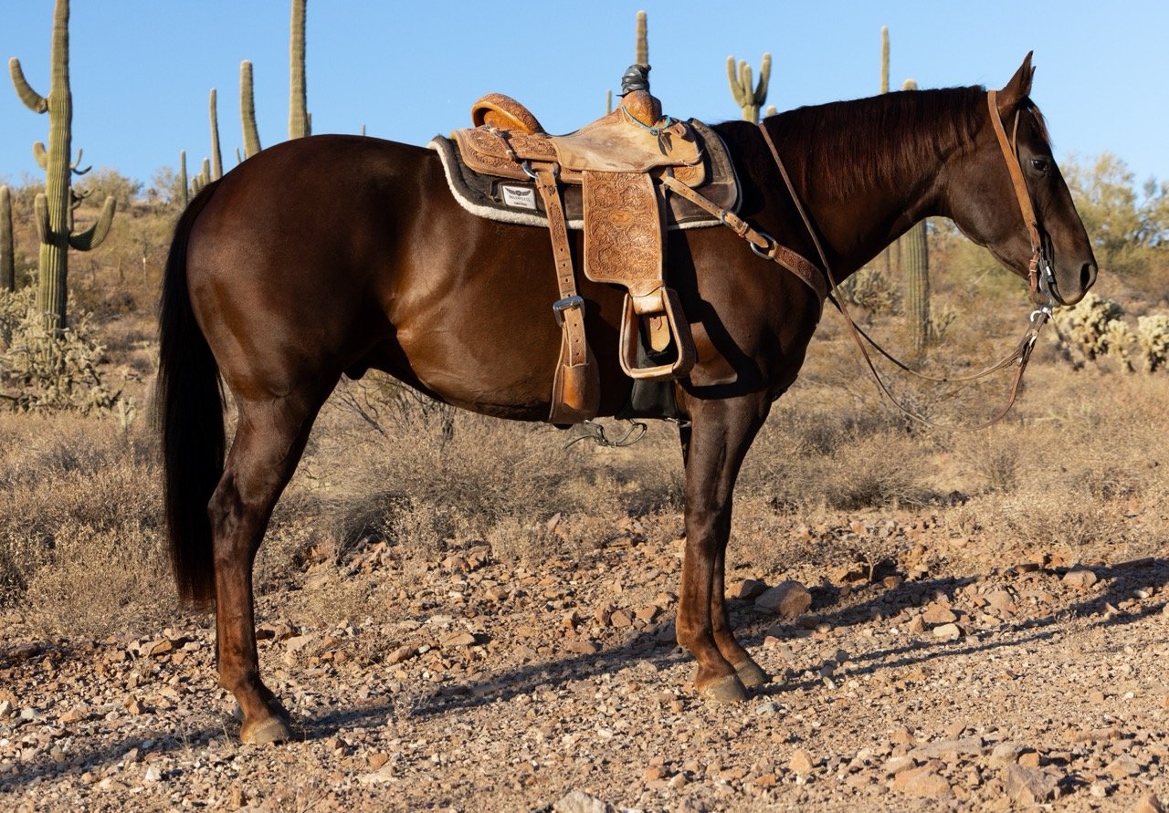 Right side saddle Large.jpeg