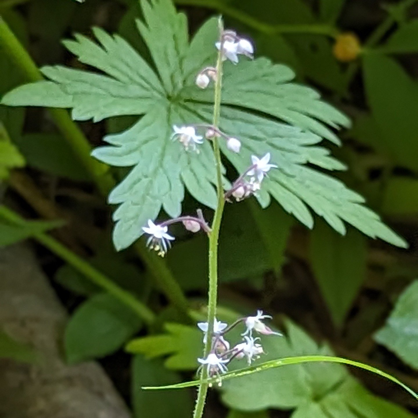 Finding beauty in the small moments. Your mental wellness journey starts here.
~Click the link in bio to learn more~
#mentalhealth #nature #forwardwaymh