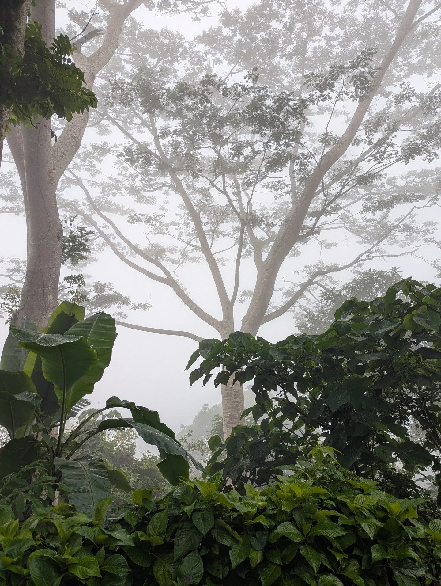 Even when the path ahead feels shrouded in doubt and the world is overwhelming, remember the deep roots of strength within you&mdash;just like this strong, magnificent tree that emerges through the mist.

Forward Way Mental Health is the safe place w