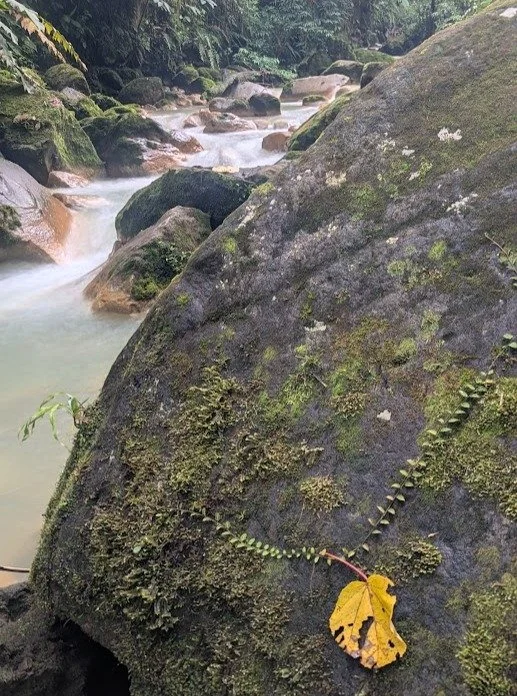 Navigating life's swiftest currents shouldn't be done alone.

Whether you&rsquo;re facing a major life transition or just trying to keep your head above water, Forward Way Mental Health offers the professional partnership you need to trace a path for