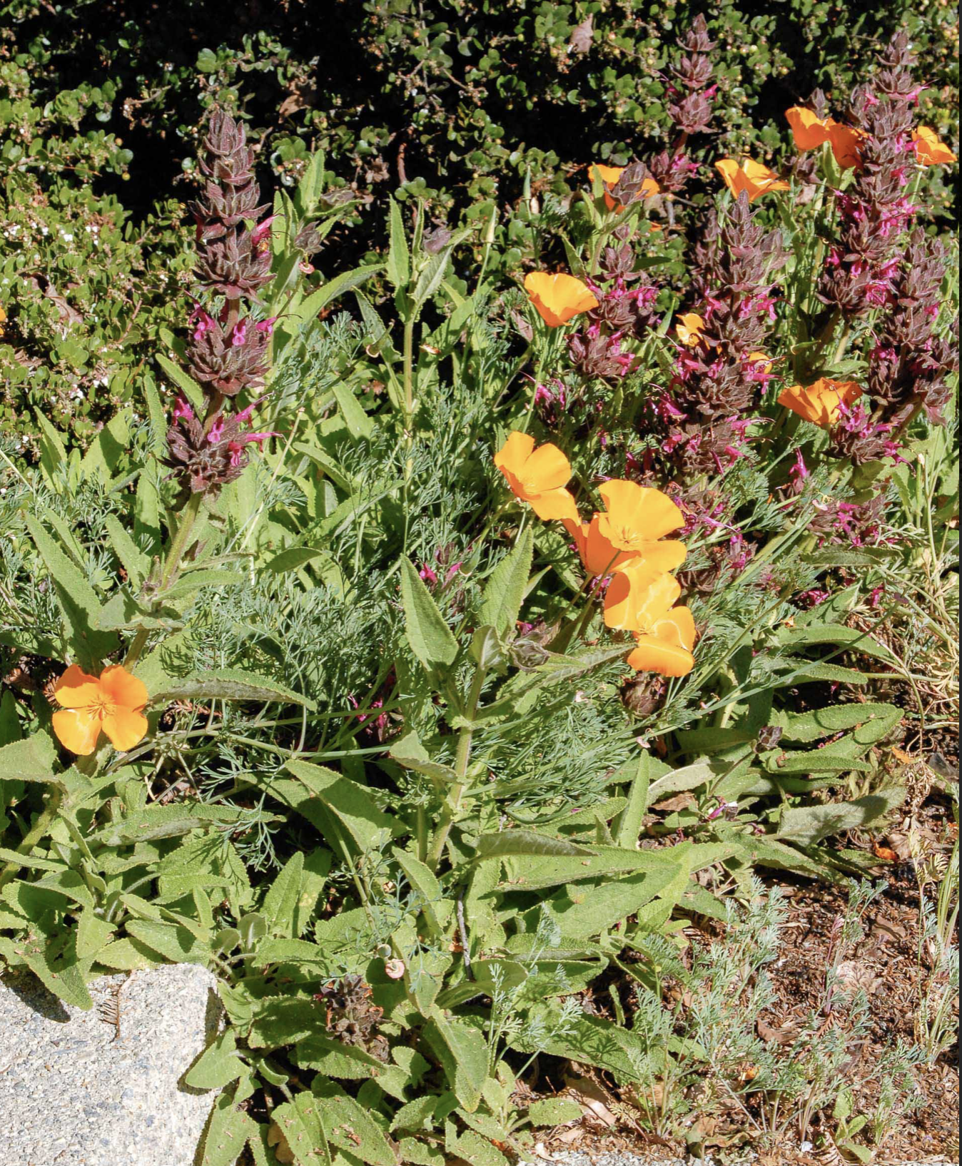 native CA wildflowers and perrenials for fire resilient landscapes