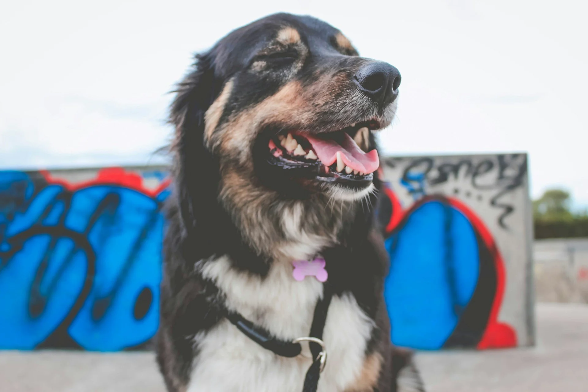 Familiar: Pet Chart & Companion Dynamics