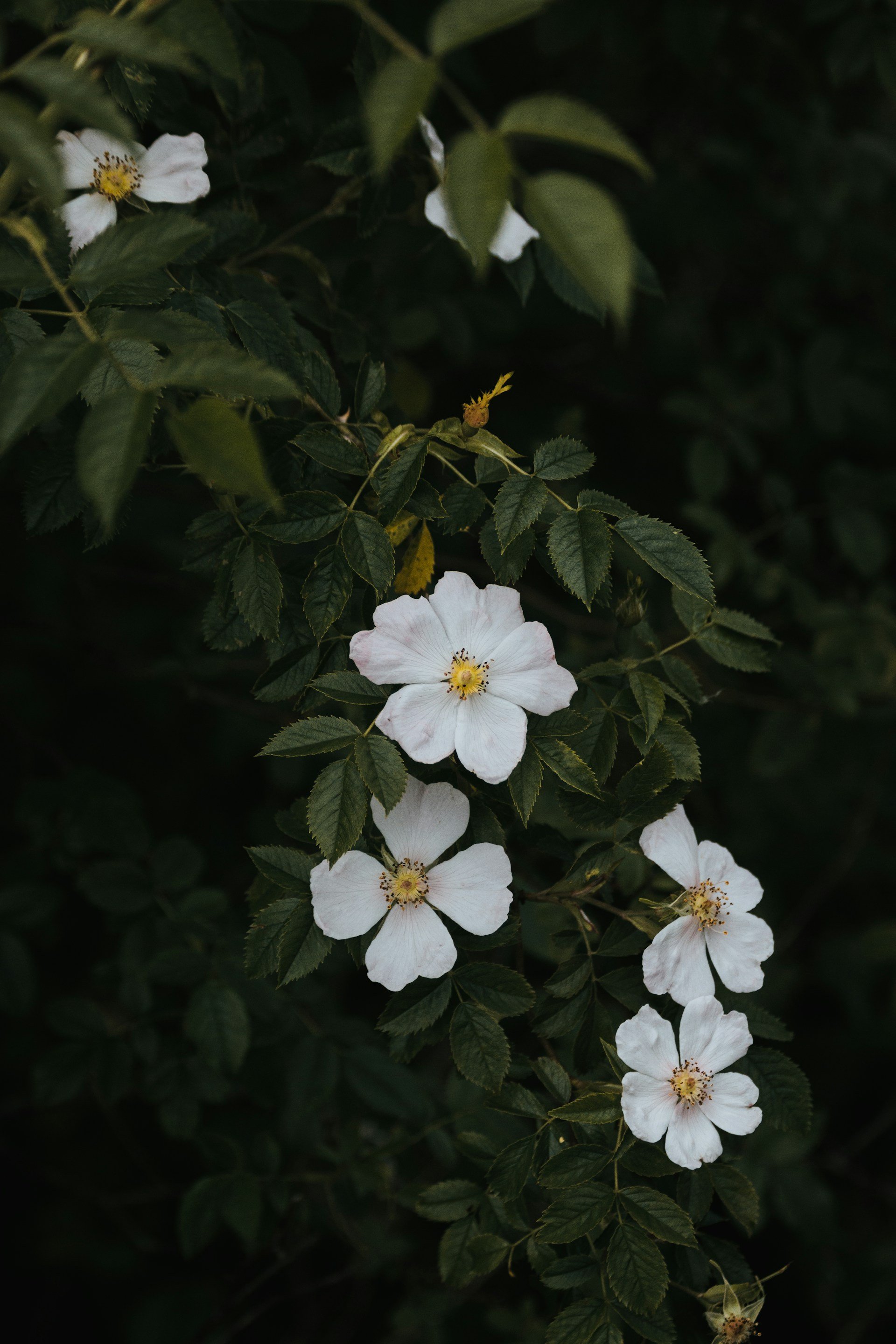 dom-LIpgdbQswW4-unsplash.jpg