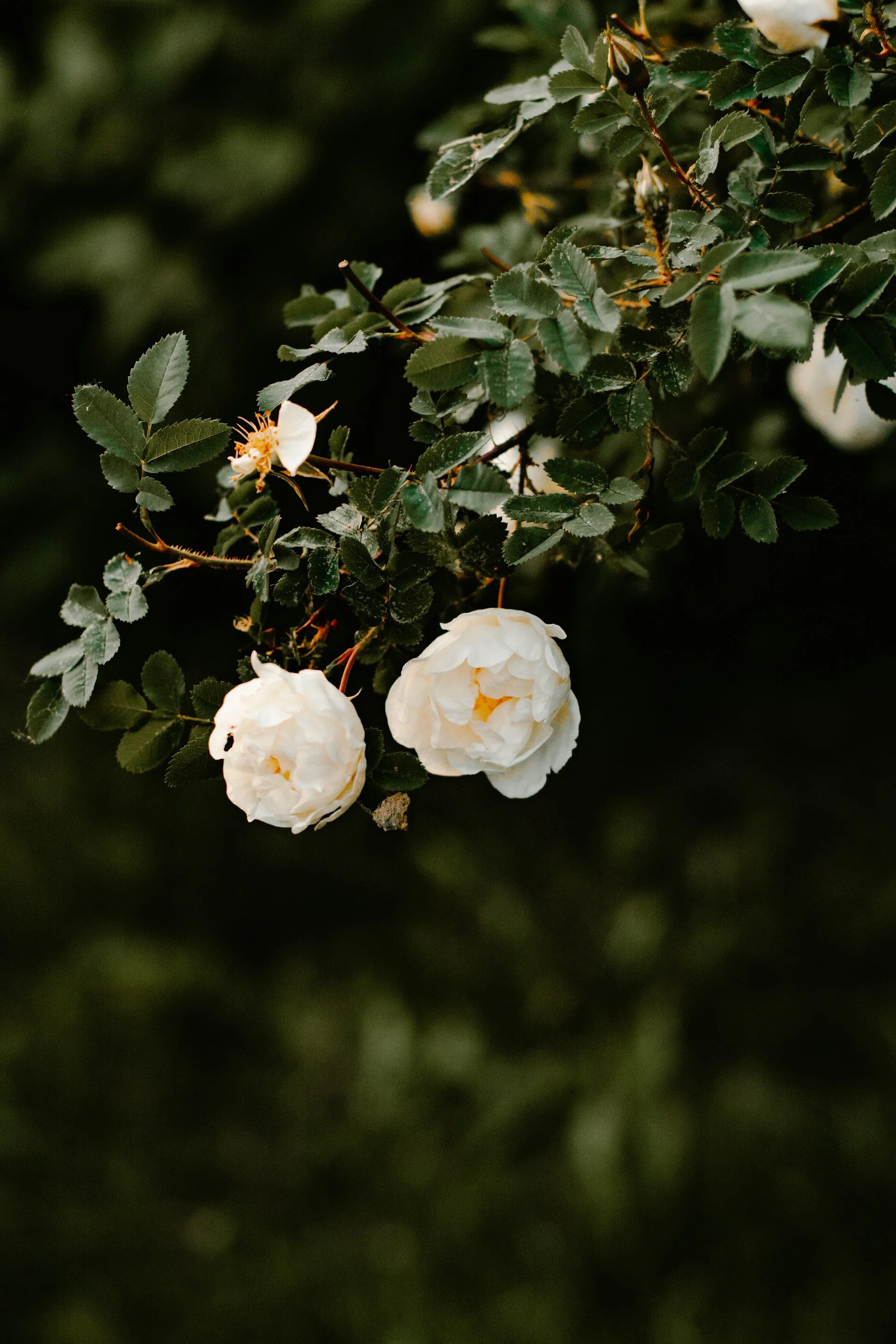 irina-iriser-v8MDQeSYeFs-unsplash.jpg