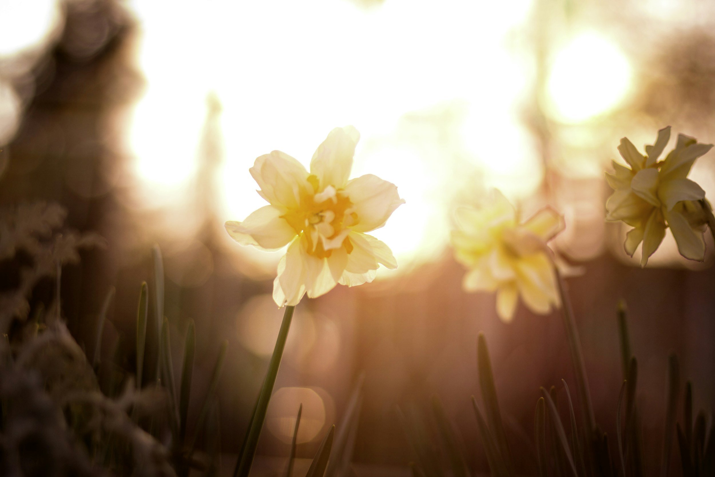 Sacred Vibrations: Spring Equinox