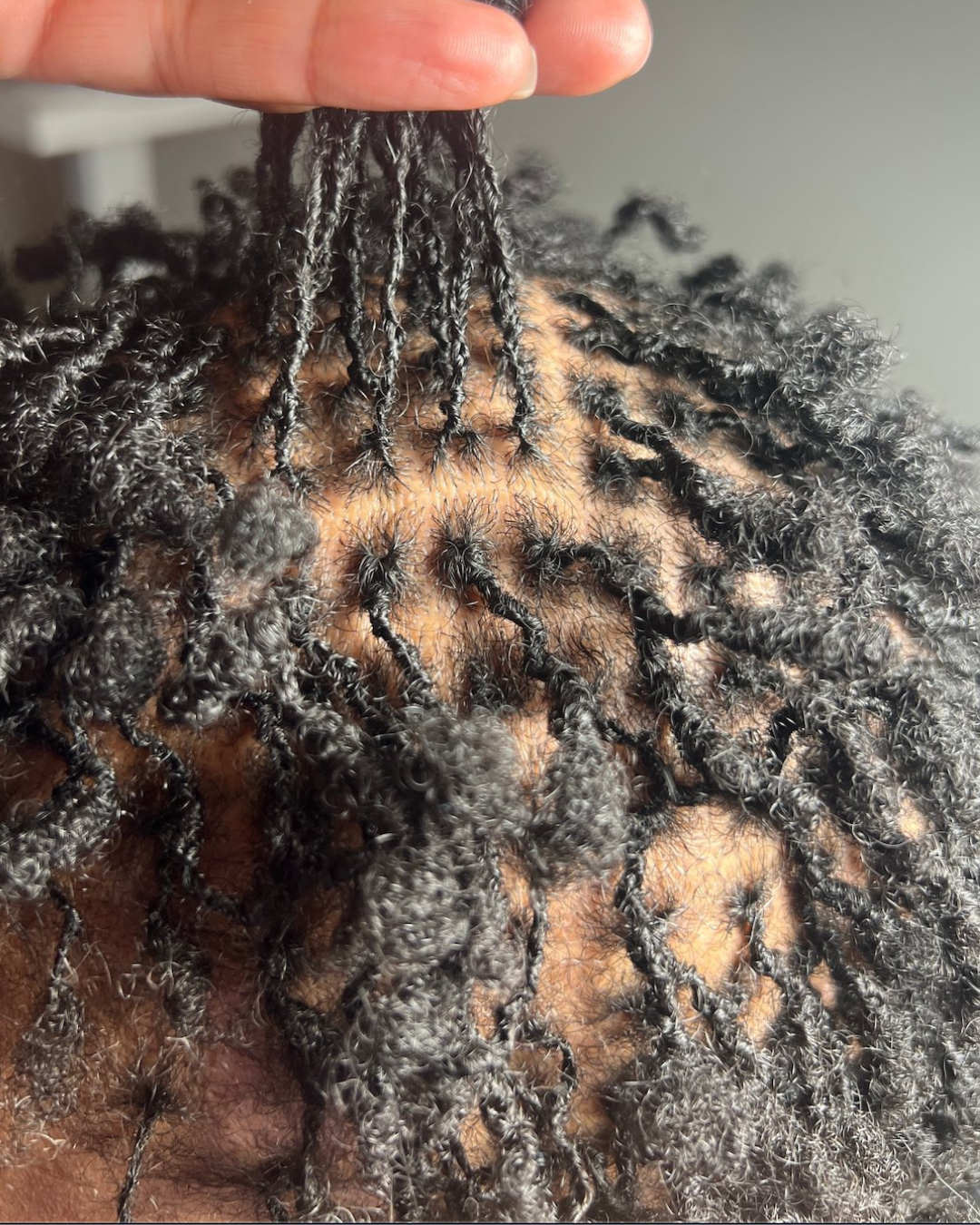 fresh microlocs installation on natural hair by Stephanie Benjamin in Los Angeles, California
