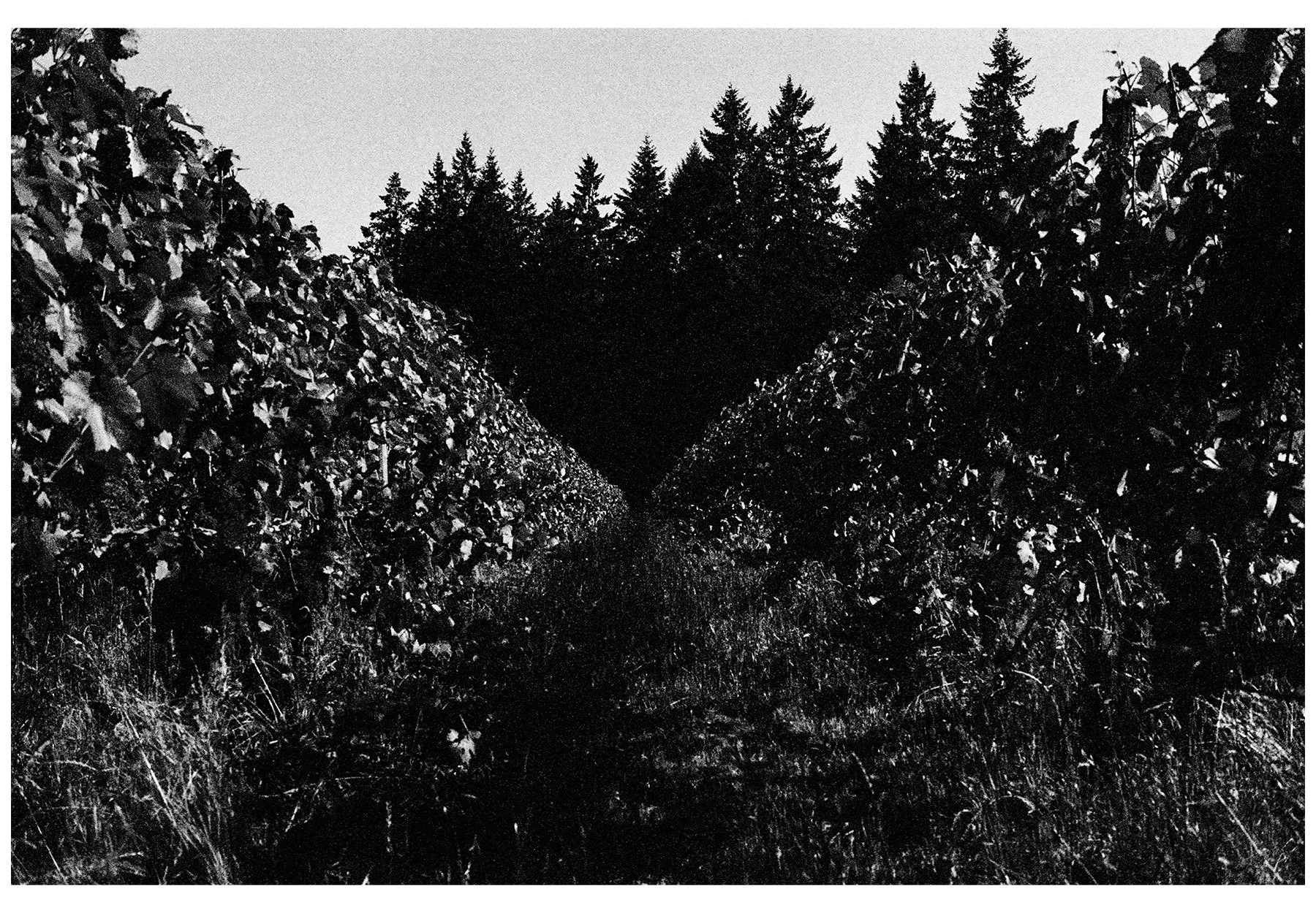 study on the vine-2.jpg