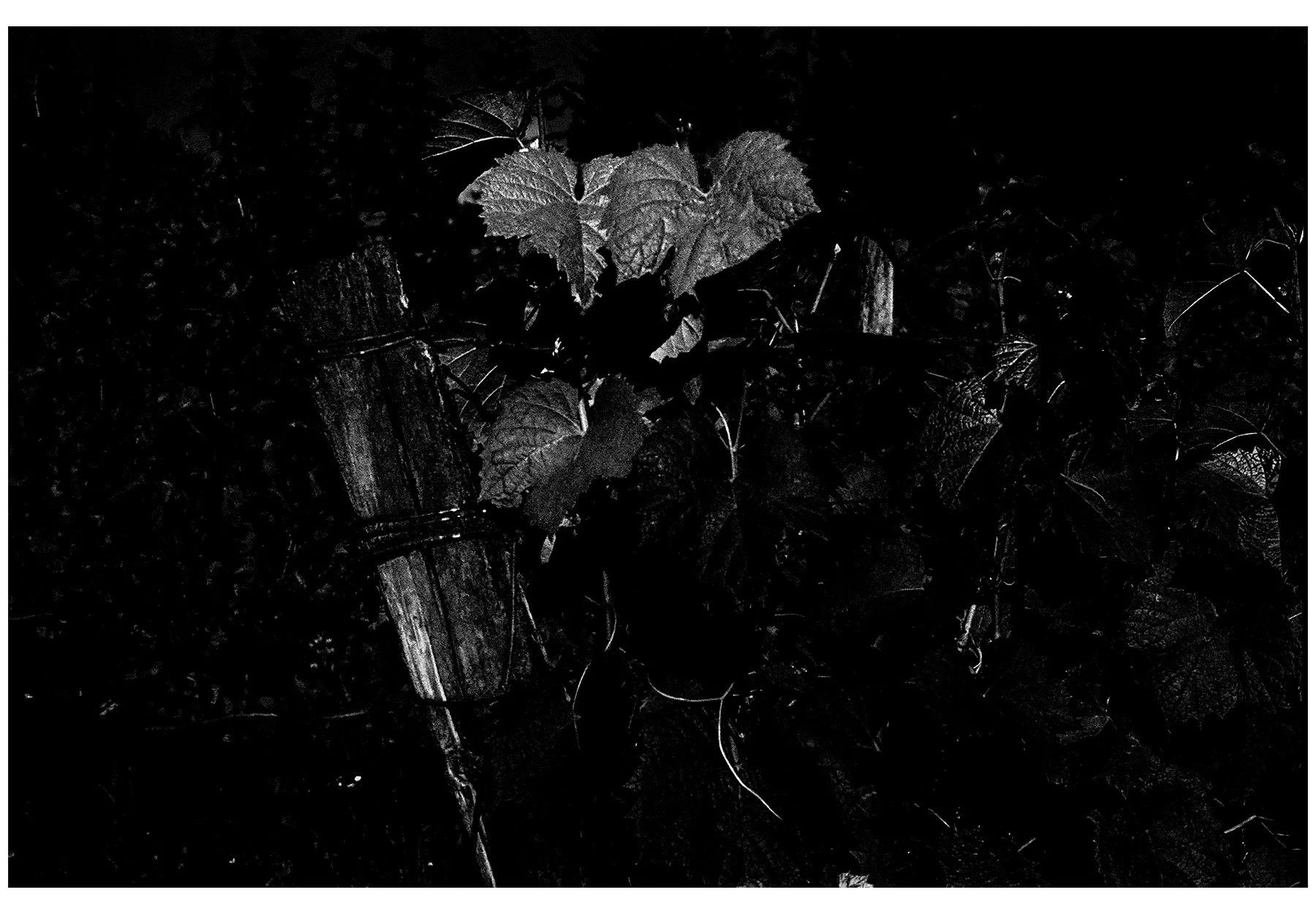 study on the vine-1.jpg