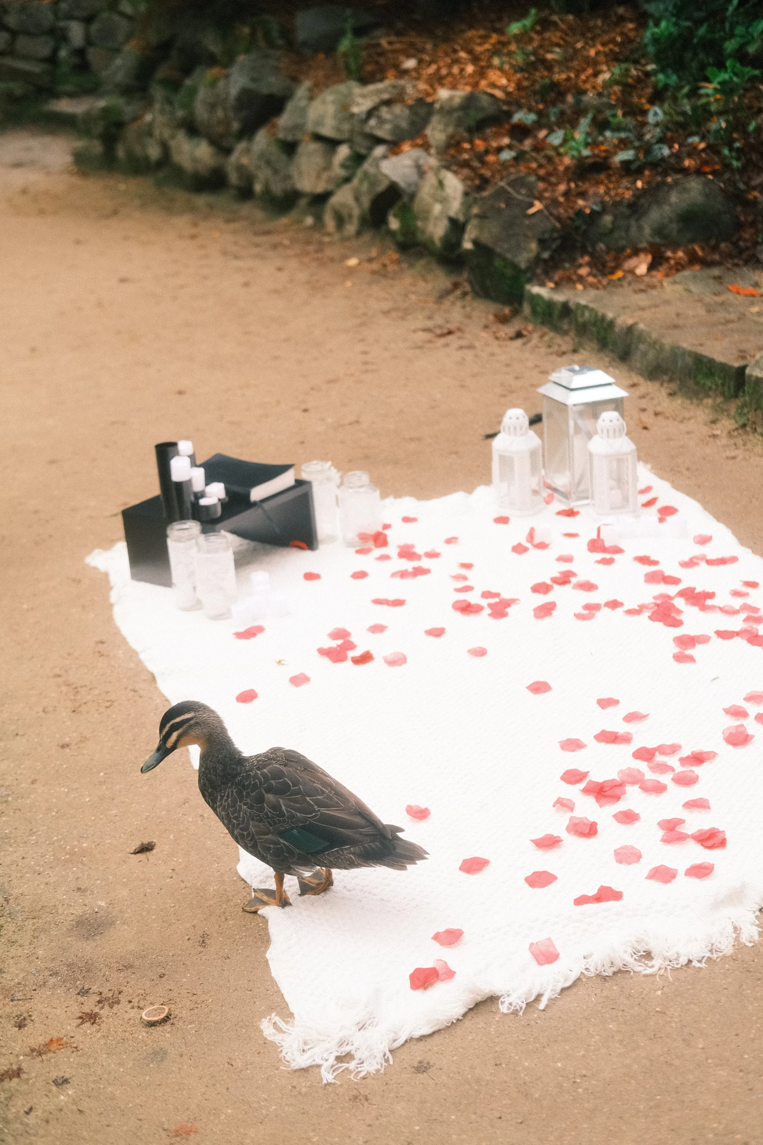 Setup - Jerusha & Aaron Engagement 30.05.2026 3.jpg