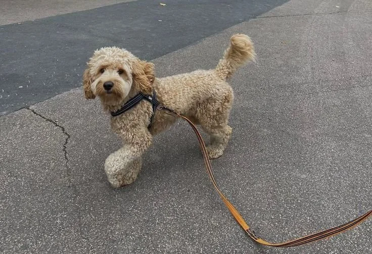 WhatsApp Image 2025-01-13 at 21.49.02.jpeg