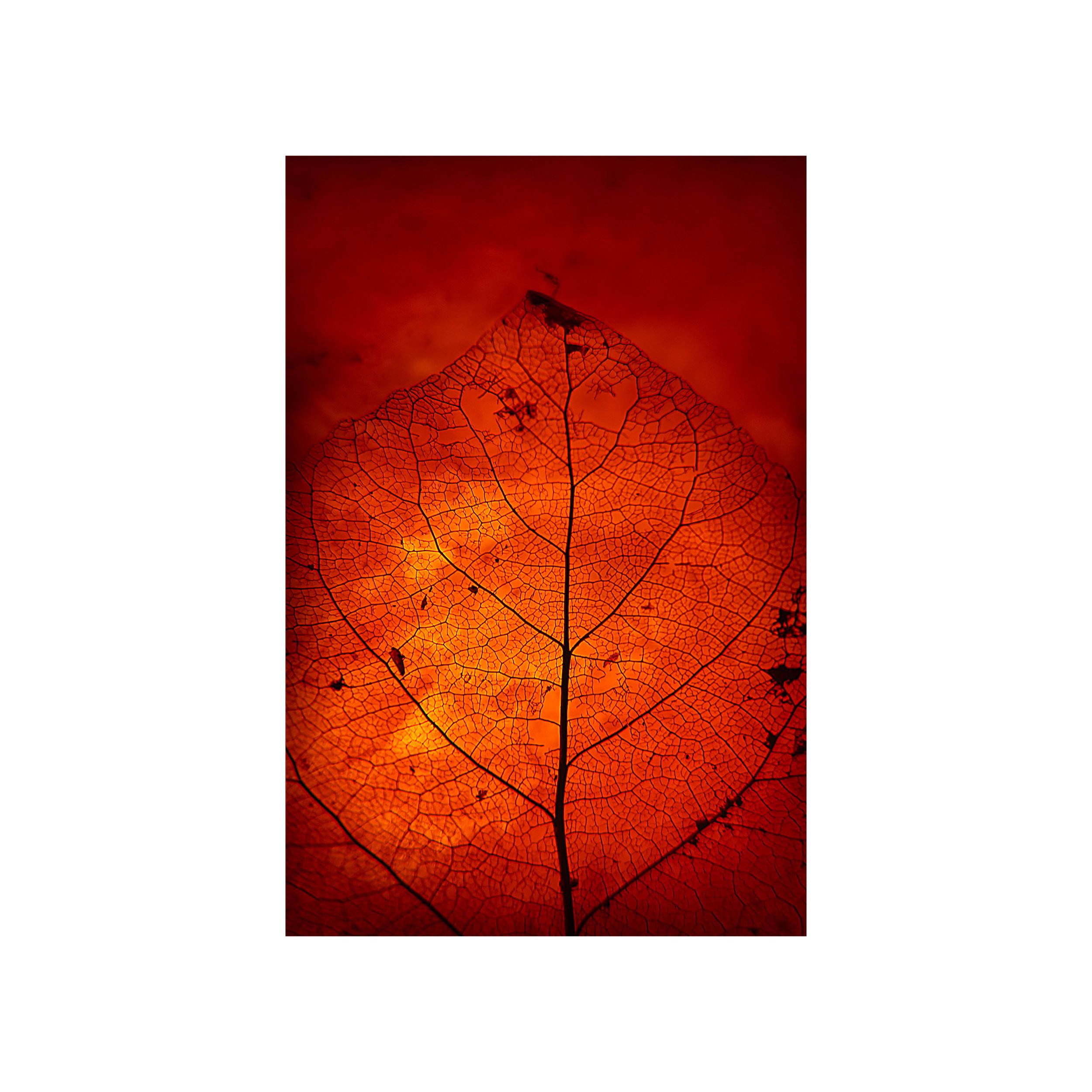 abstract-skeleton-leaf-print-nahidnaderi.jpg