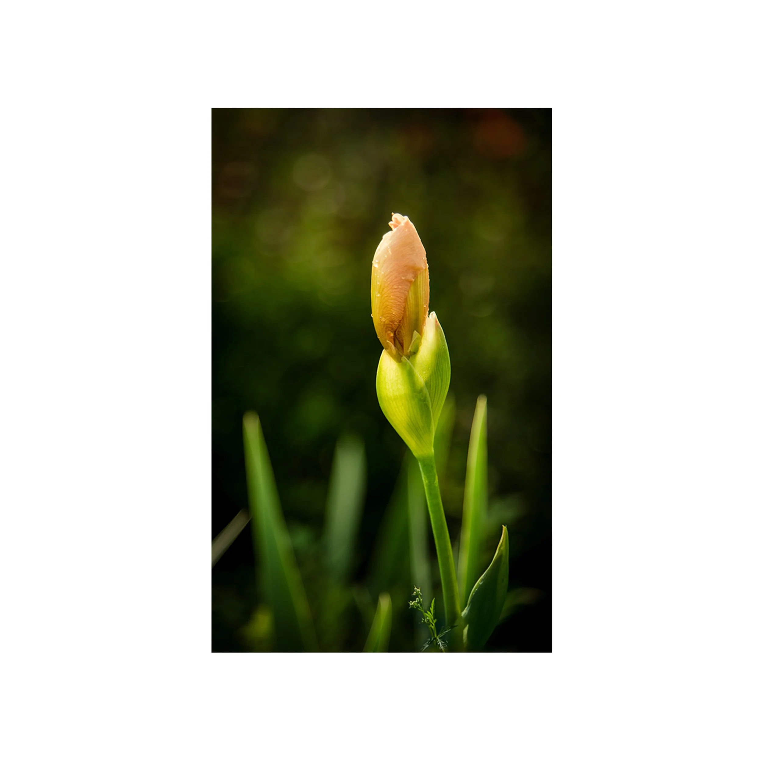 iris- dramatic-elegance-no02-nahidnaderi.jpg