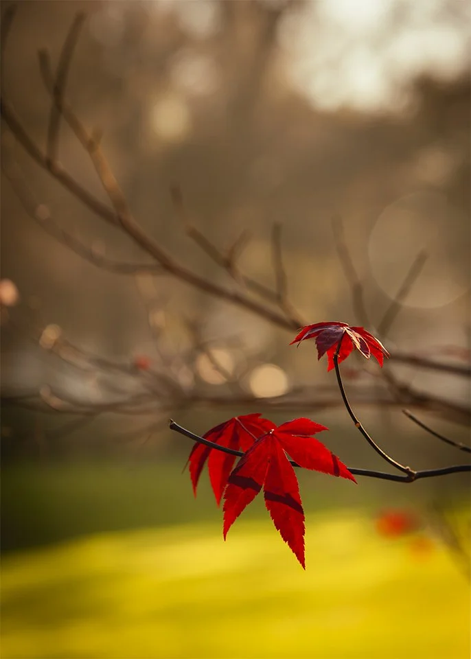 Red Maple Leaves No. 01