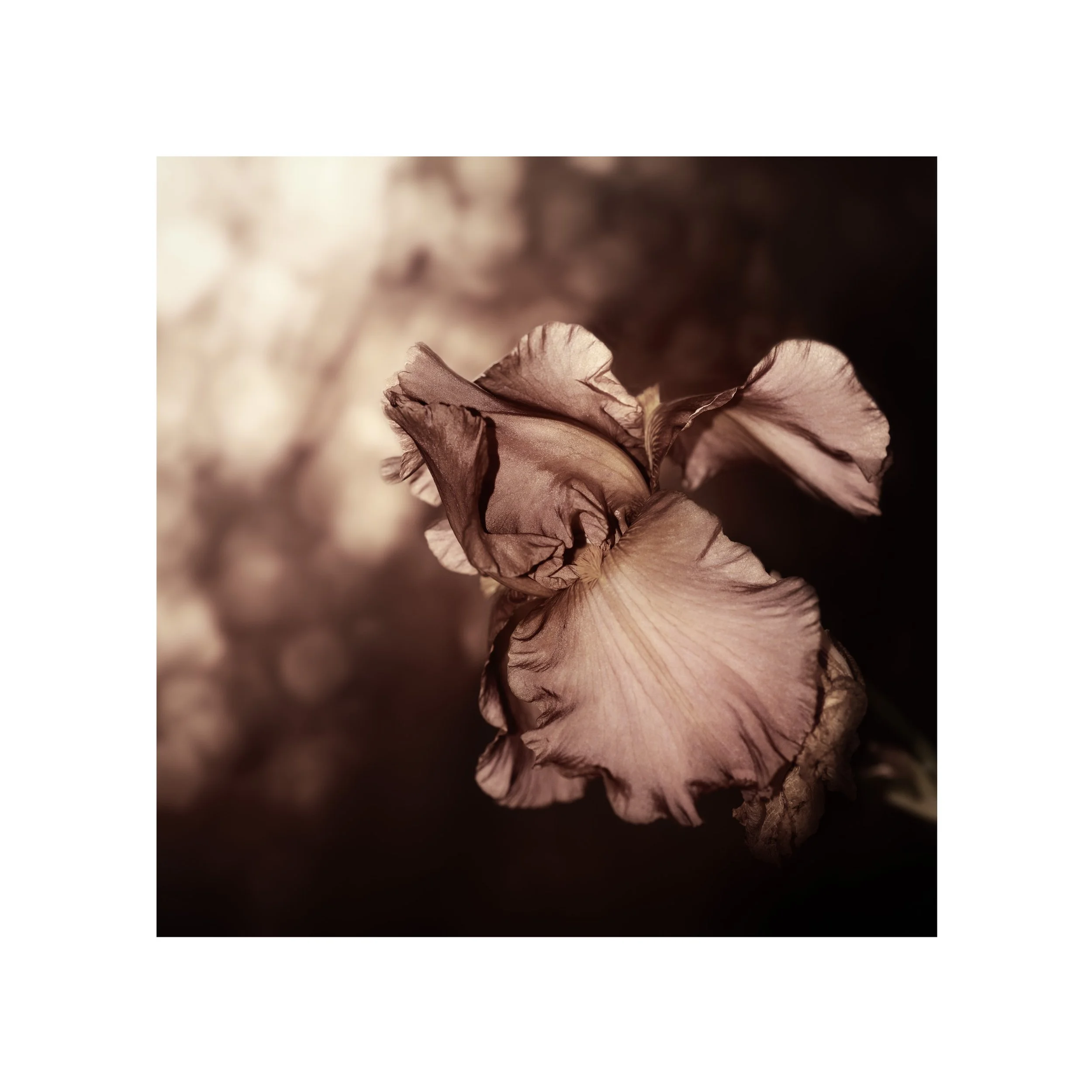 iris-muted-rose-gold-print-nahidnaderi.jpg