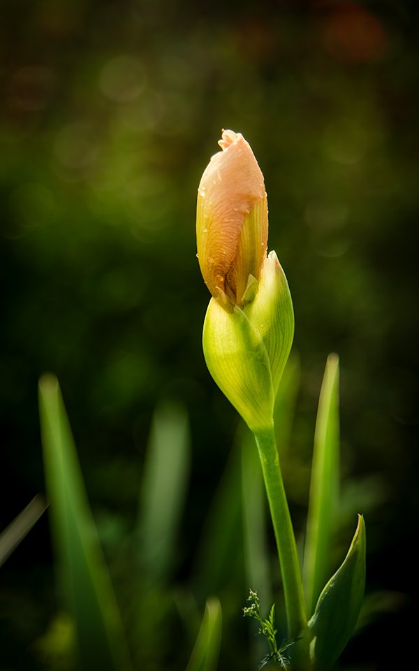 Iris Form No. 02