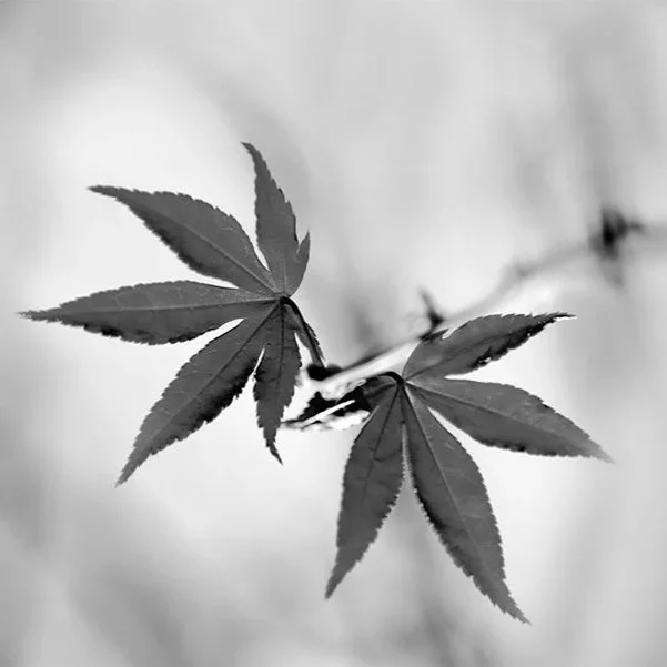 Black-and-white-abstract-maple-leaf-nahidnaderi.jpg