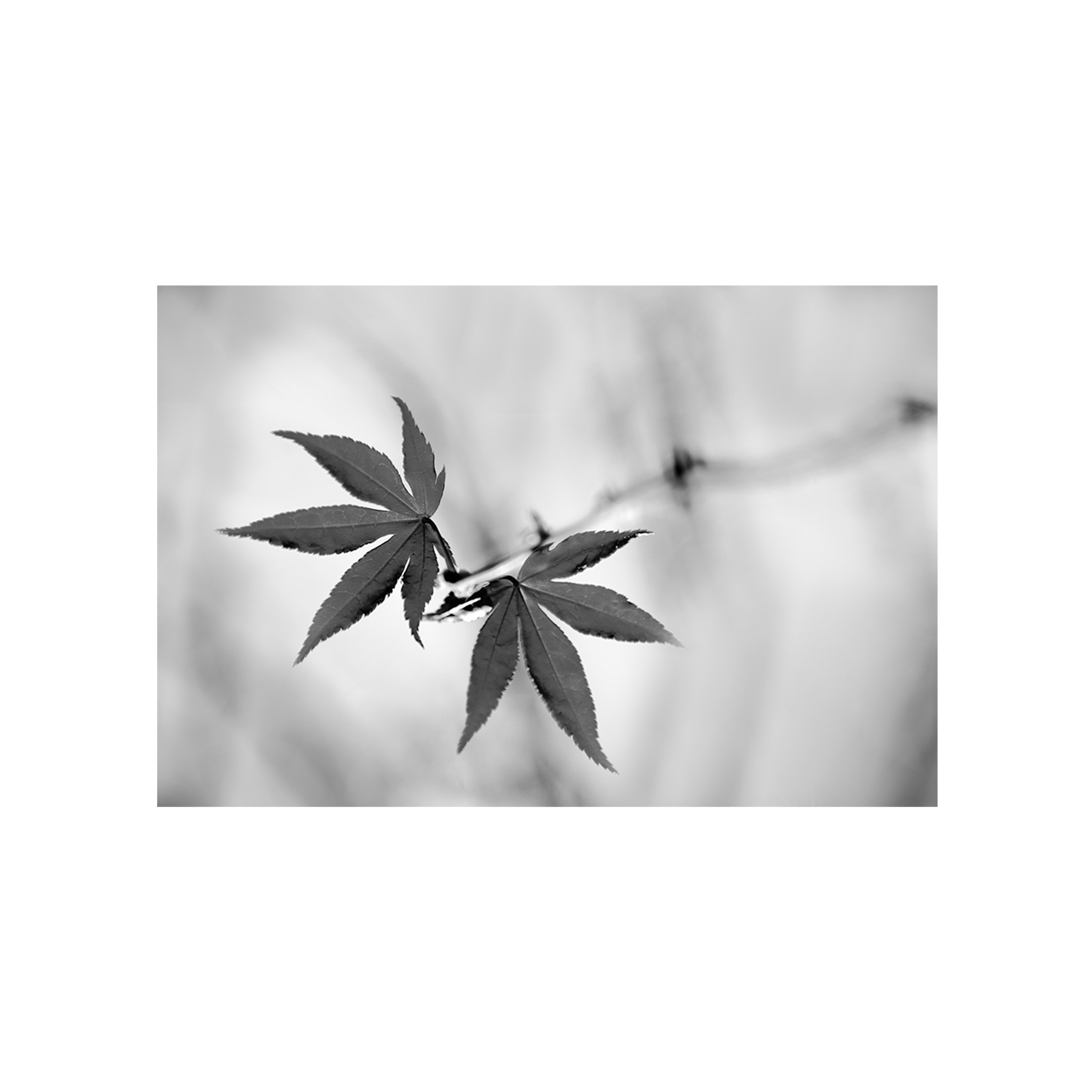 black-and-white-abstract-maple-print-nahidnaderi.jpg