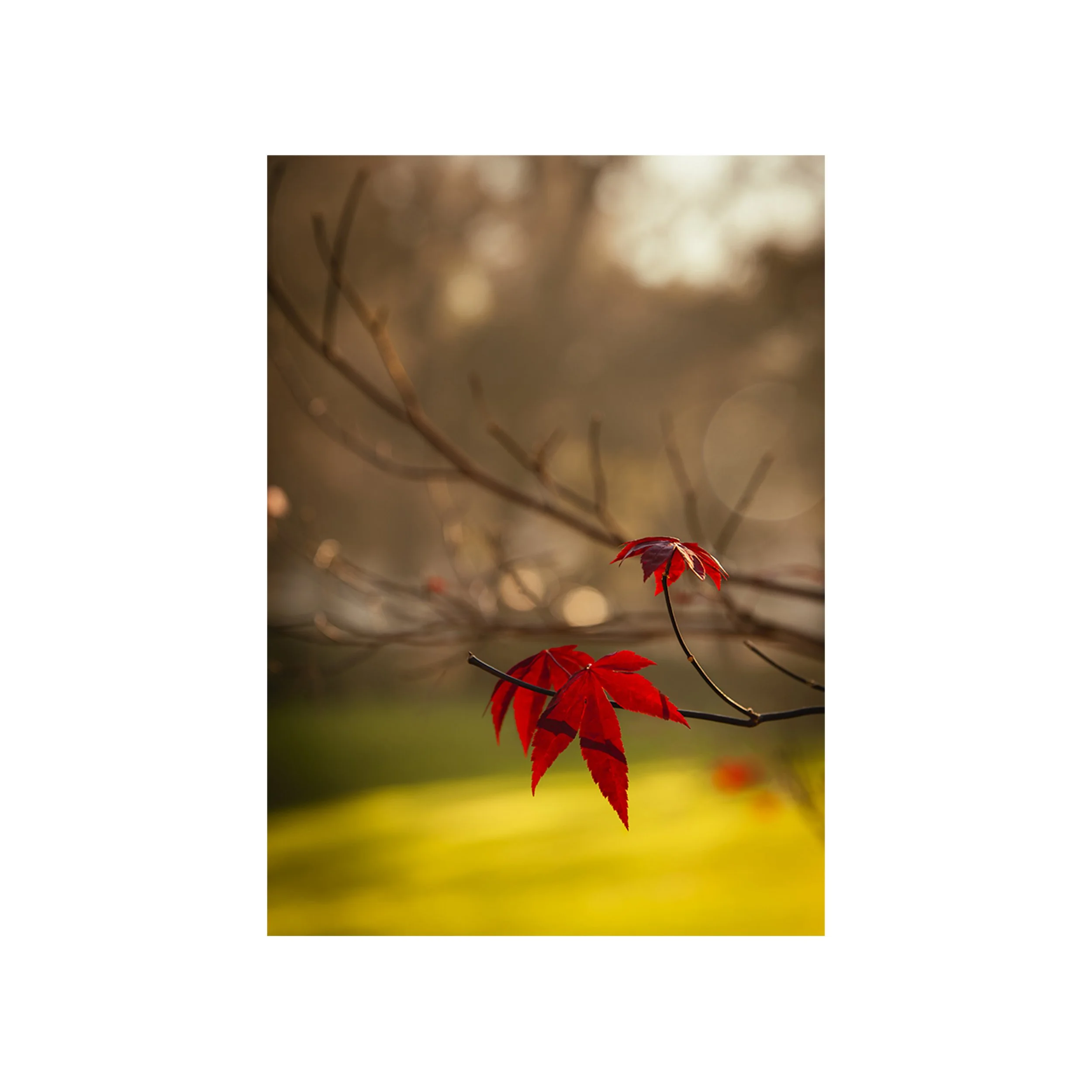 red-maple-leaves-01-nahidnaderi.jpg