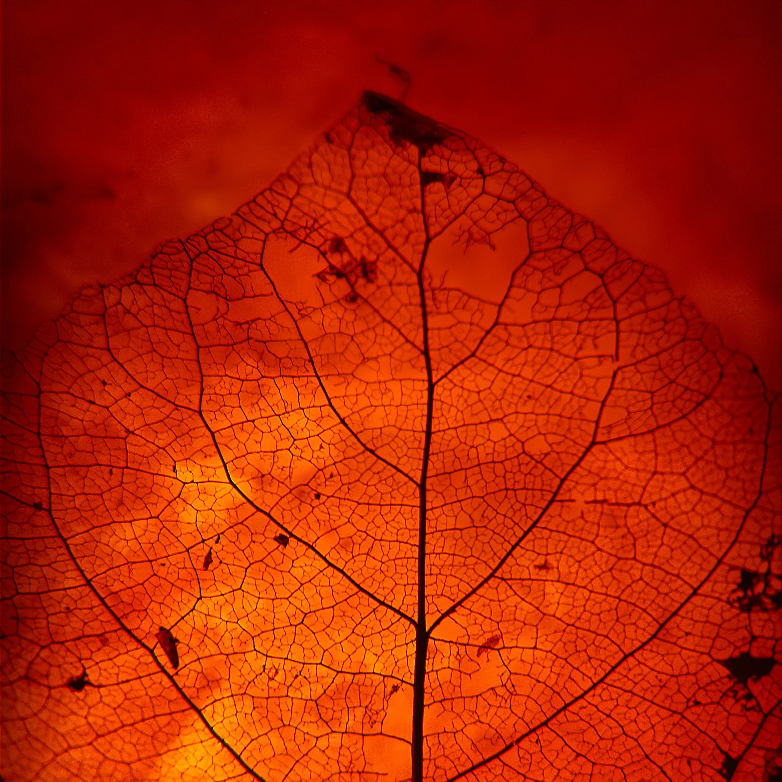 abstract-red-leaf-skeleton-nahidnaderi.jpg